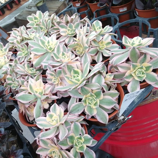 サンバースト Rupo 多肉植物専門店