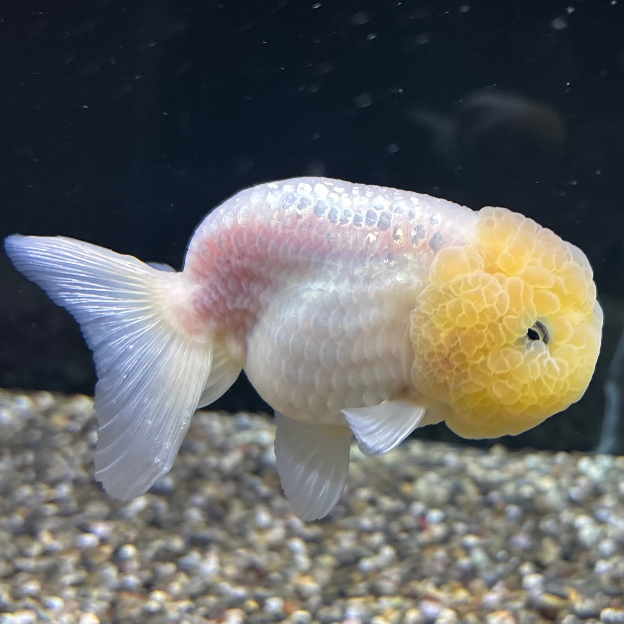 セレクト 紅葉らんちゅう 白 10cm