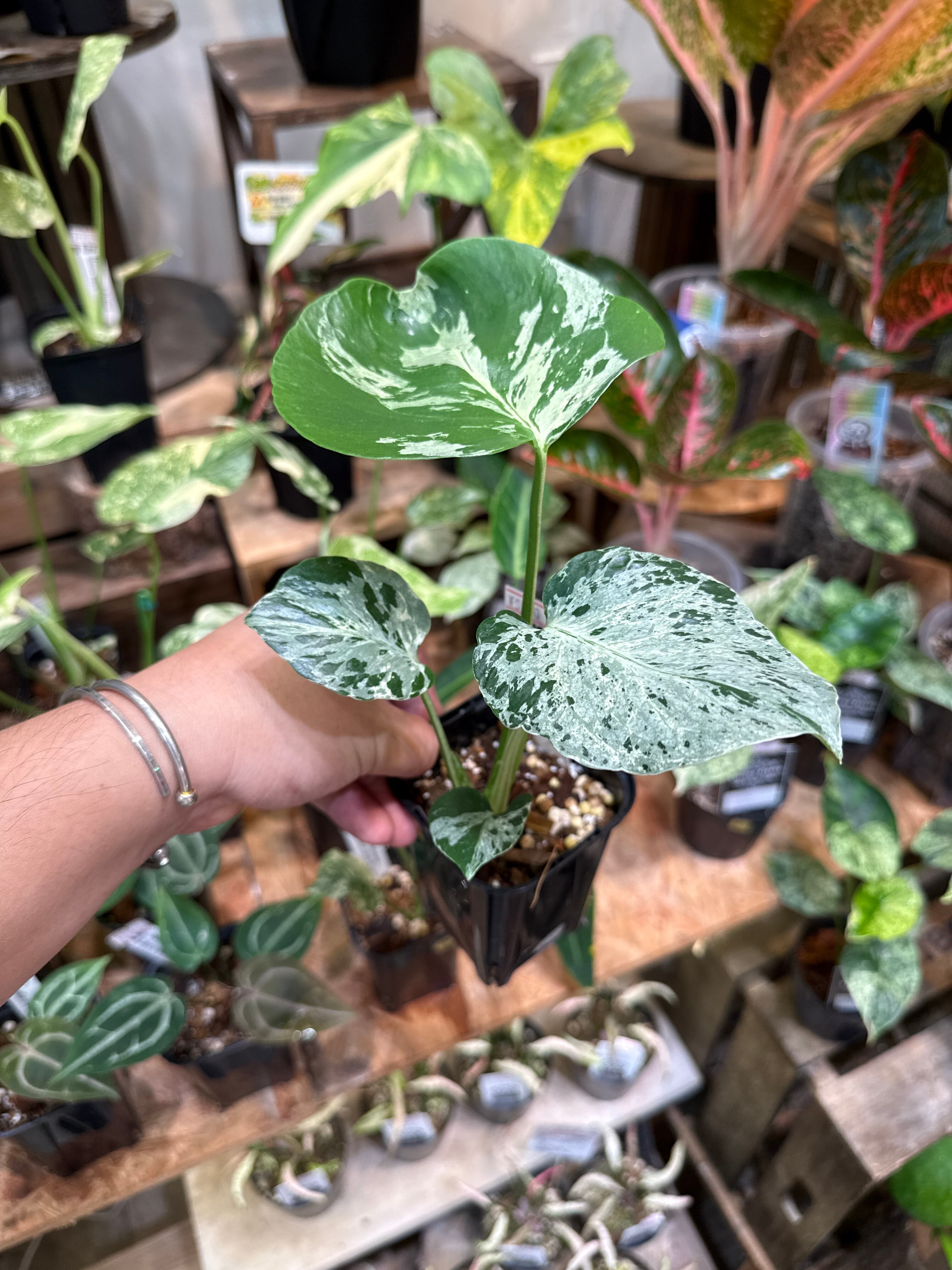 7. モンステラ デリシオサ バルバソー /Monstera D. 'Bulbasur
