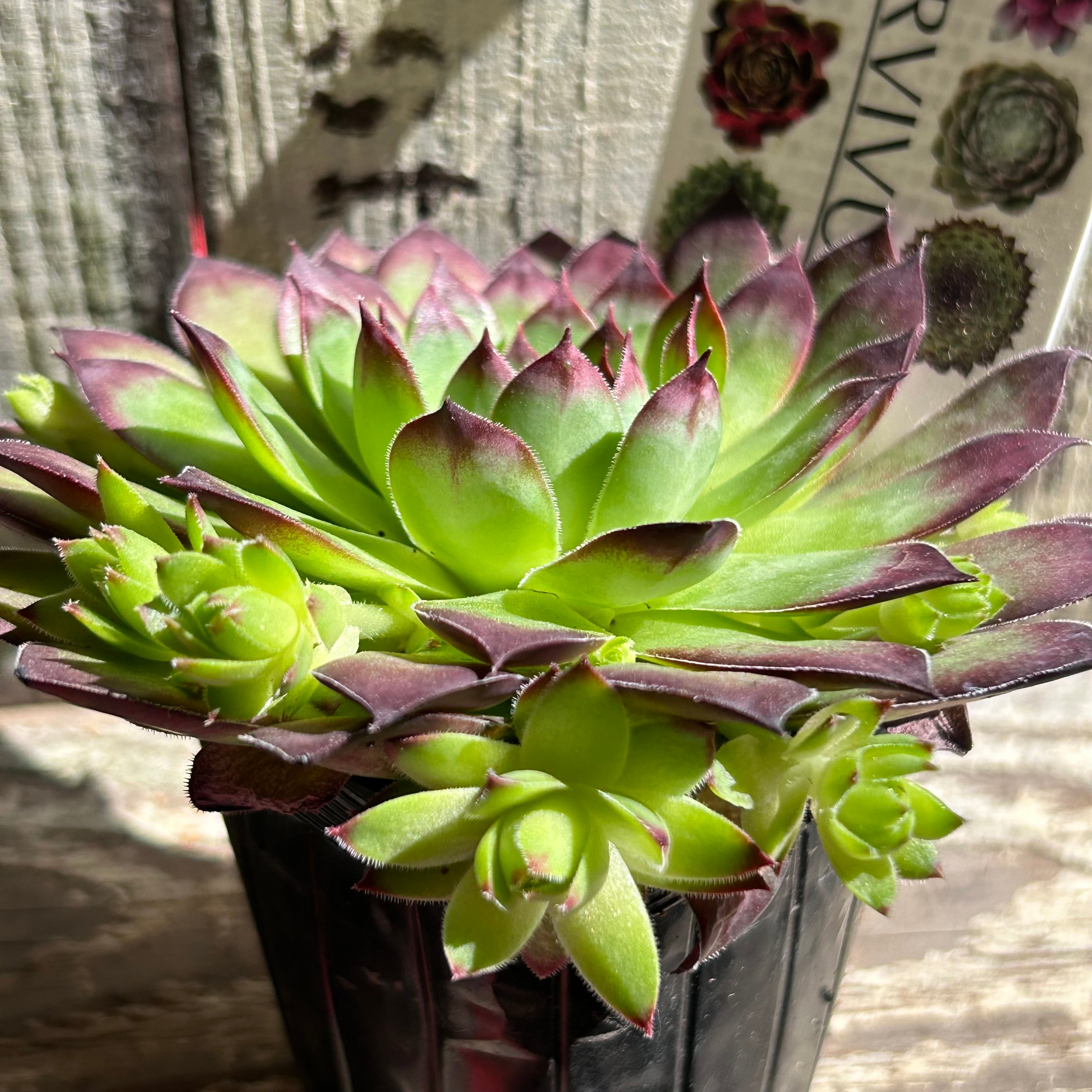 センペルビウム　上海ローズ 上海ローズ センペルビューム | RuPo 多肉植物専門店