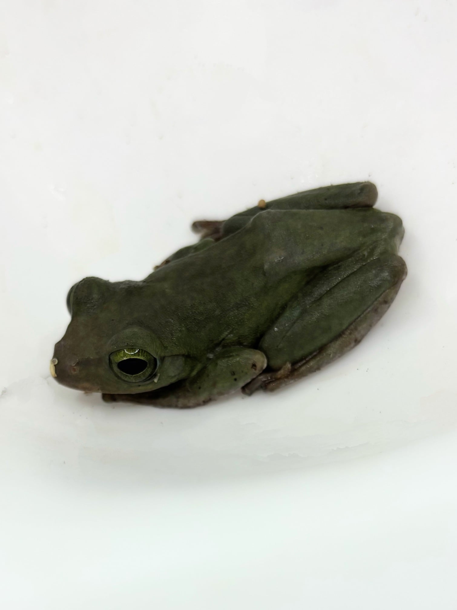 アマミアオガエル 1匹 | まるころ商店〜まるくてころころした生き物を