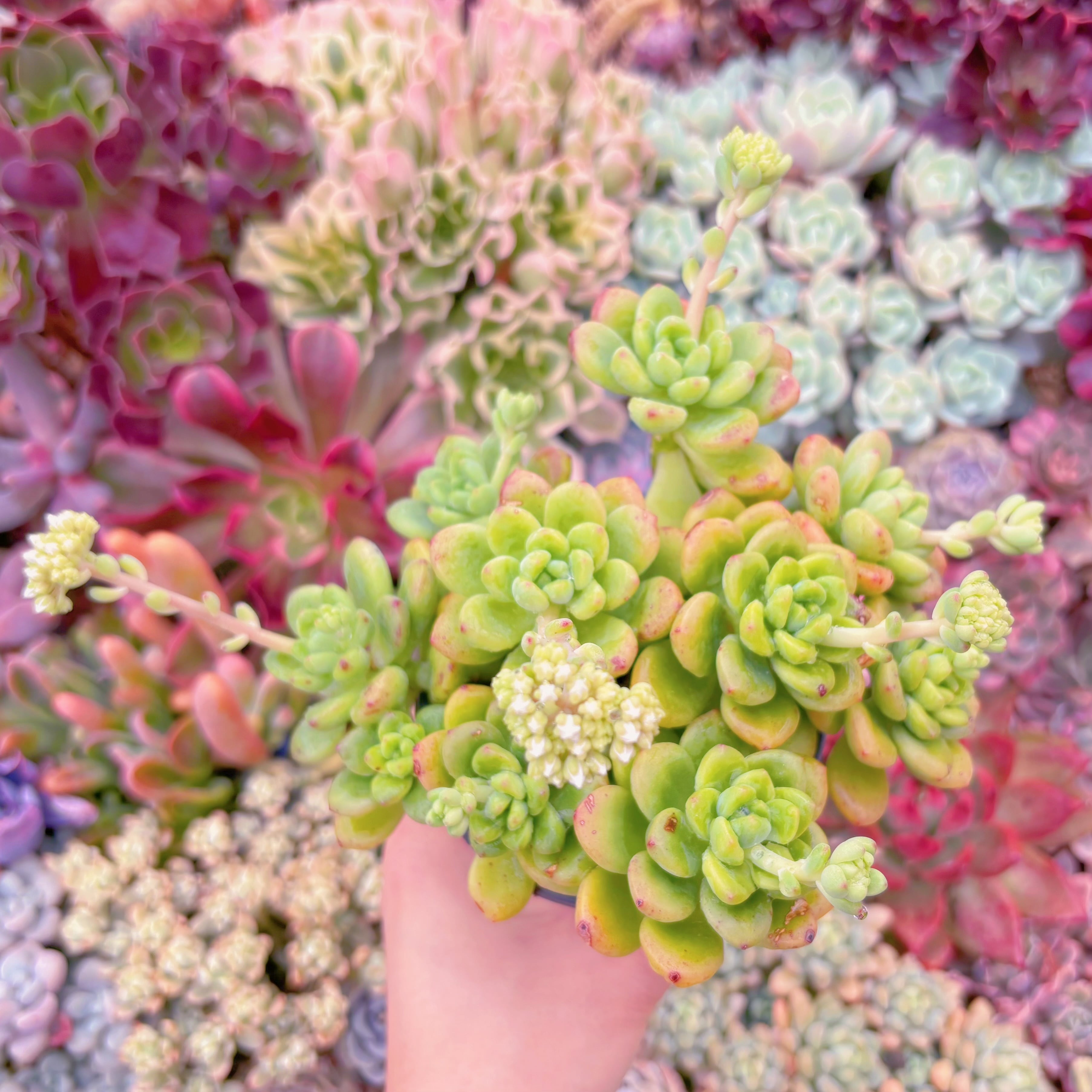 現品　シャングリラ#033　るる農園