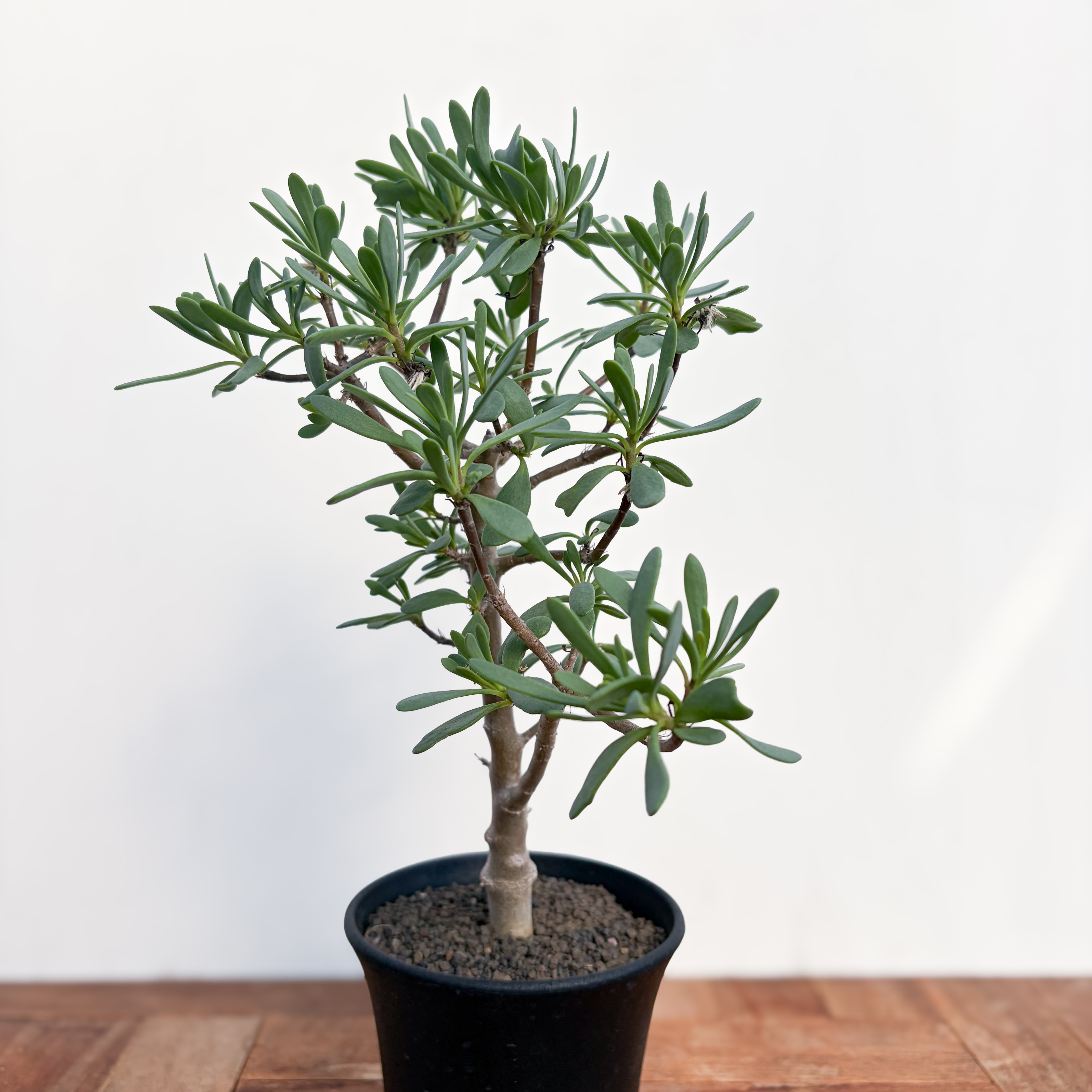 Othonna arbuscula【オトンナ・アルブスクラ・実生】 | RIMO'S GREEN