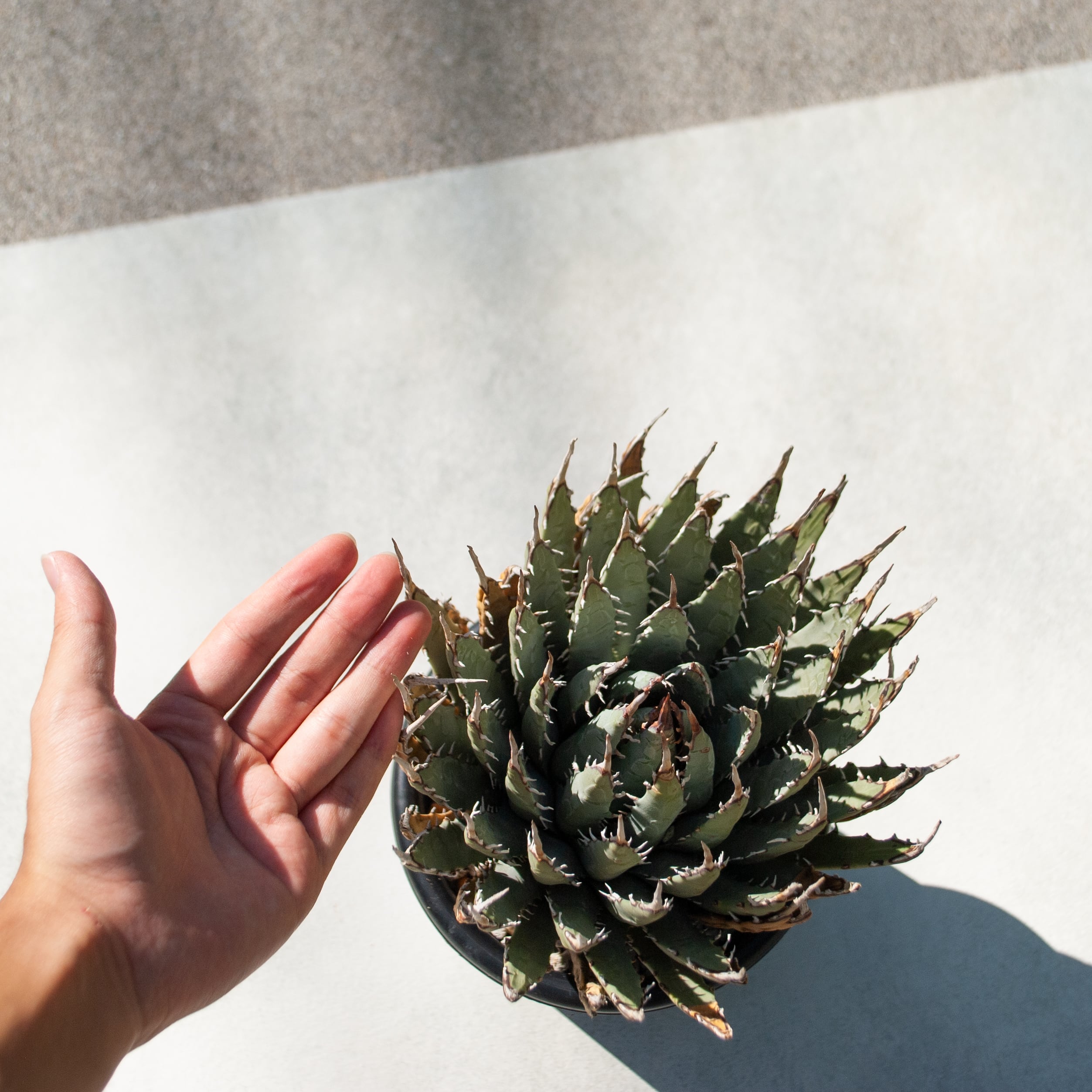 アガベ ユタエンシス エボリスピナ No.1 | Agave Rocon