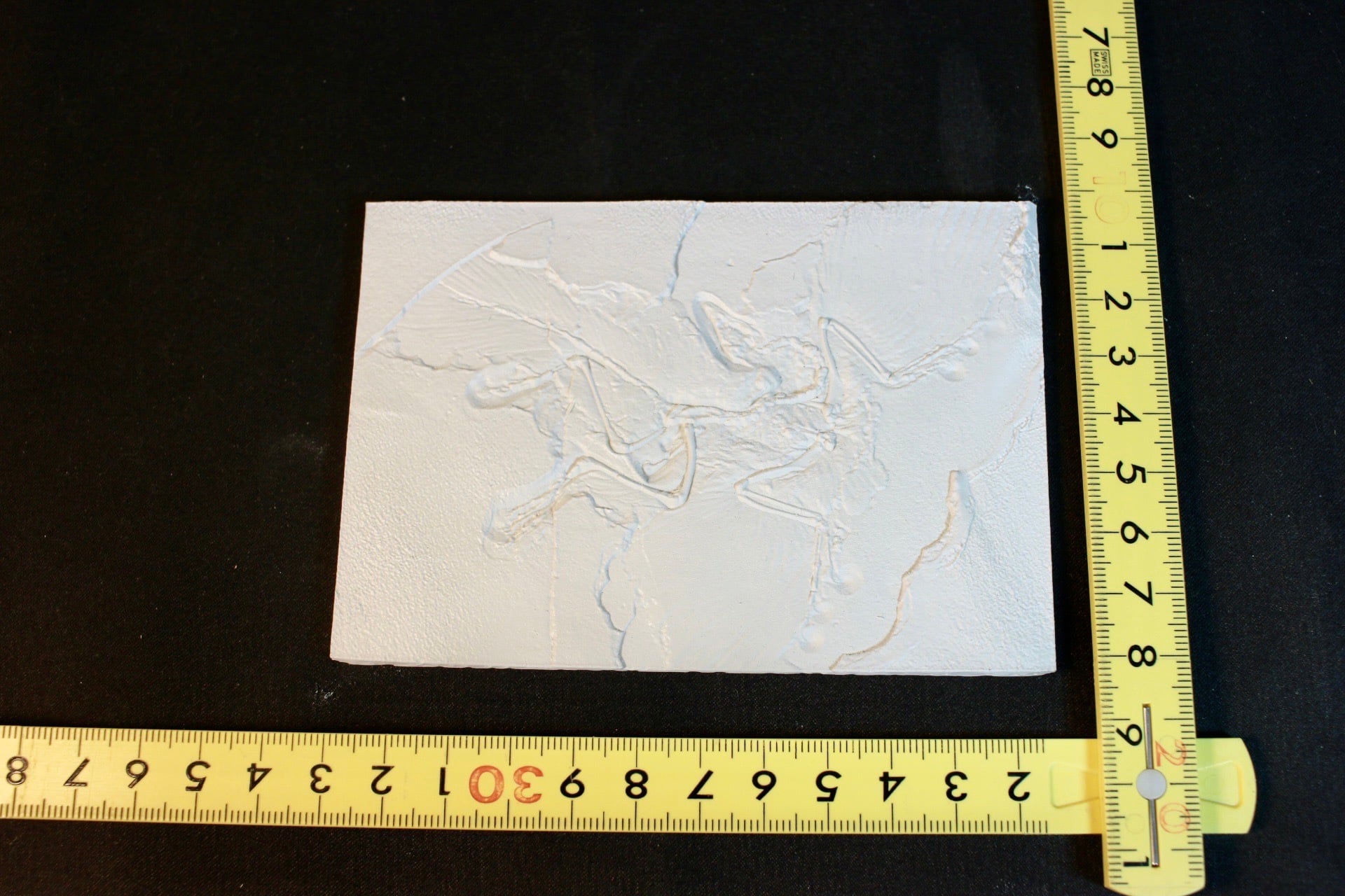 着色無し】始祖鳥レプリカ 約12㎝ | アンフィ合同会社