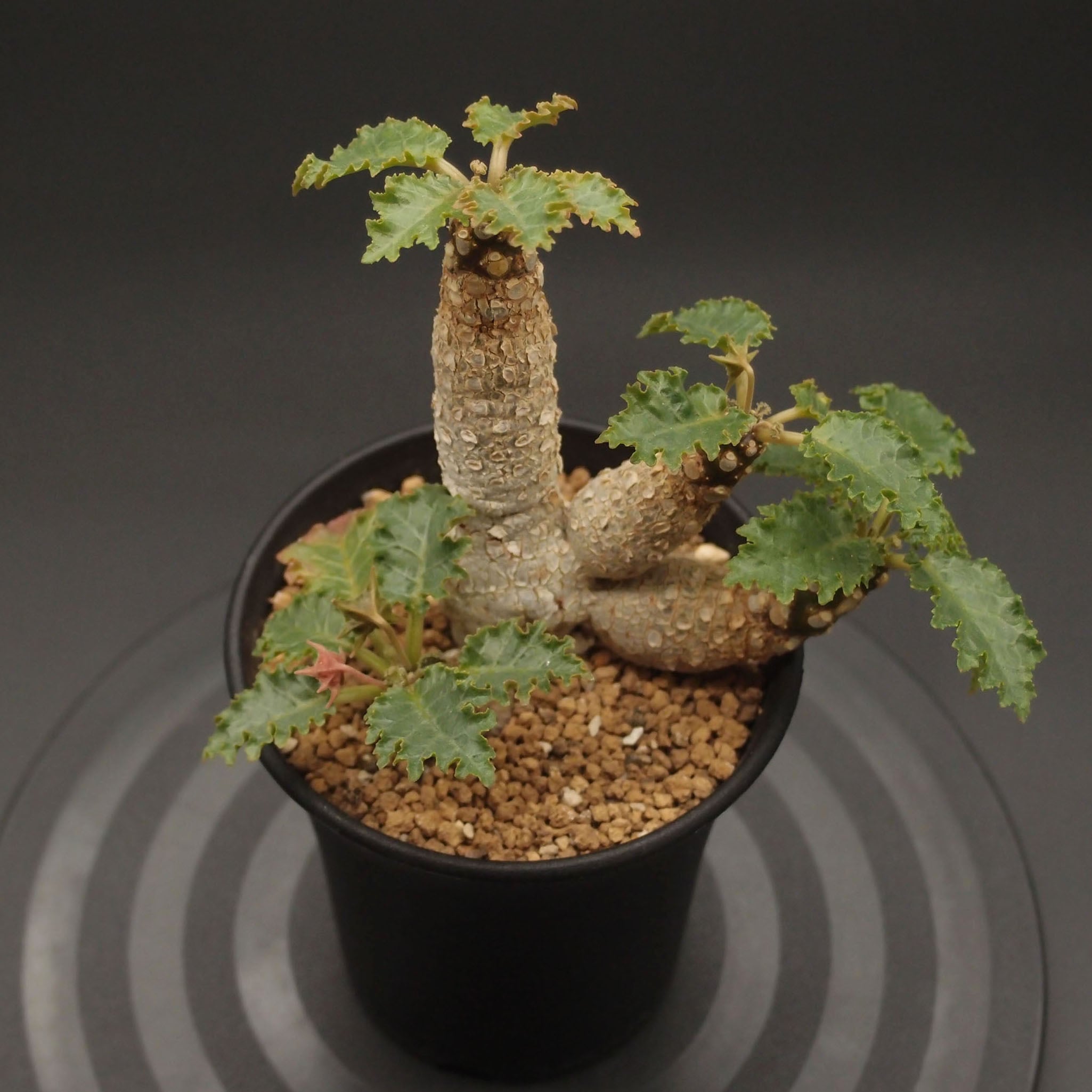 多肉植物／コーデックス | 万緑 BAN RYOKU