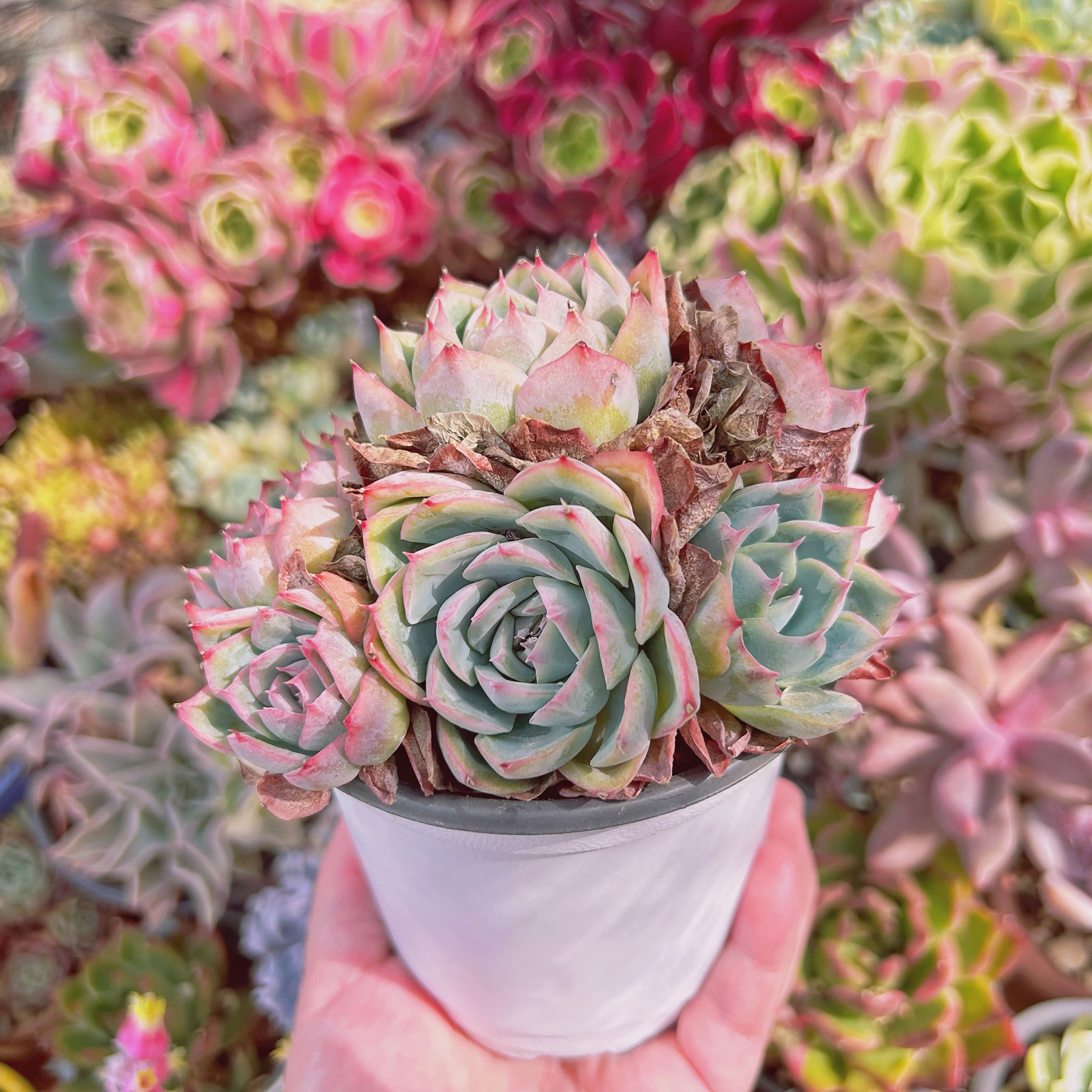 多肉植物   シルエット　双頭 多肉植物 シルエット 双頭 【公式通販】