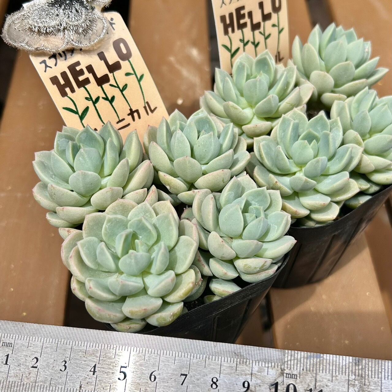 スプリングジェイド | RuPo 多肉植物専門店