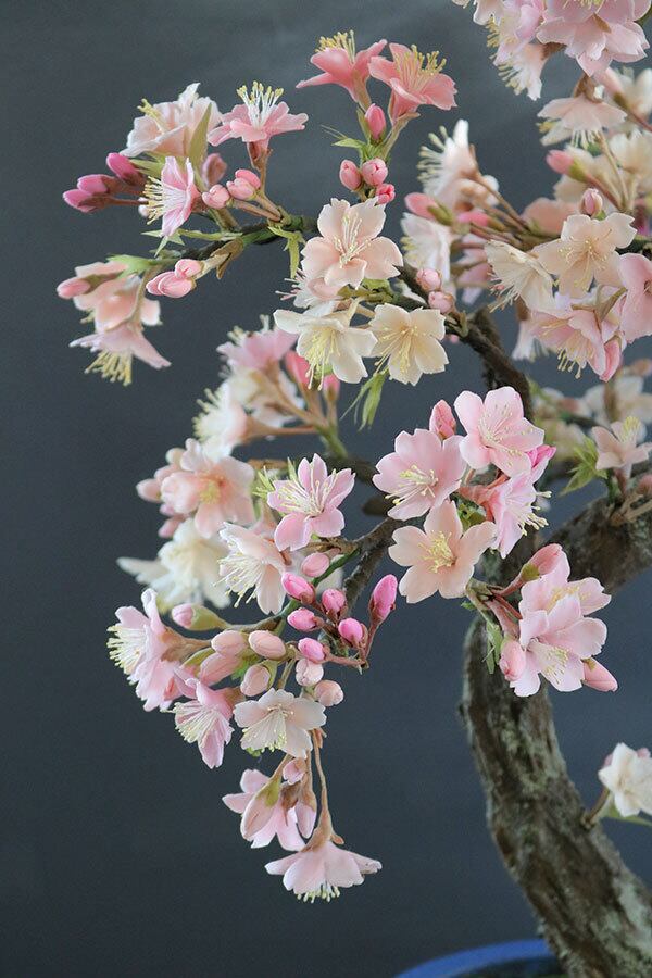 盆栽 桜 Cherry Tree Bonsai #110 | Oh! BONSAI 盆栽 桜 Cherry Tree Bonsai #110 | Oh! BONSAI