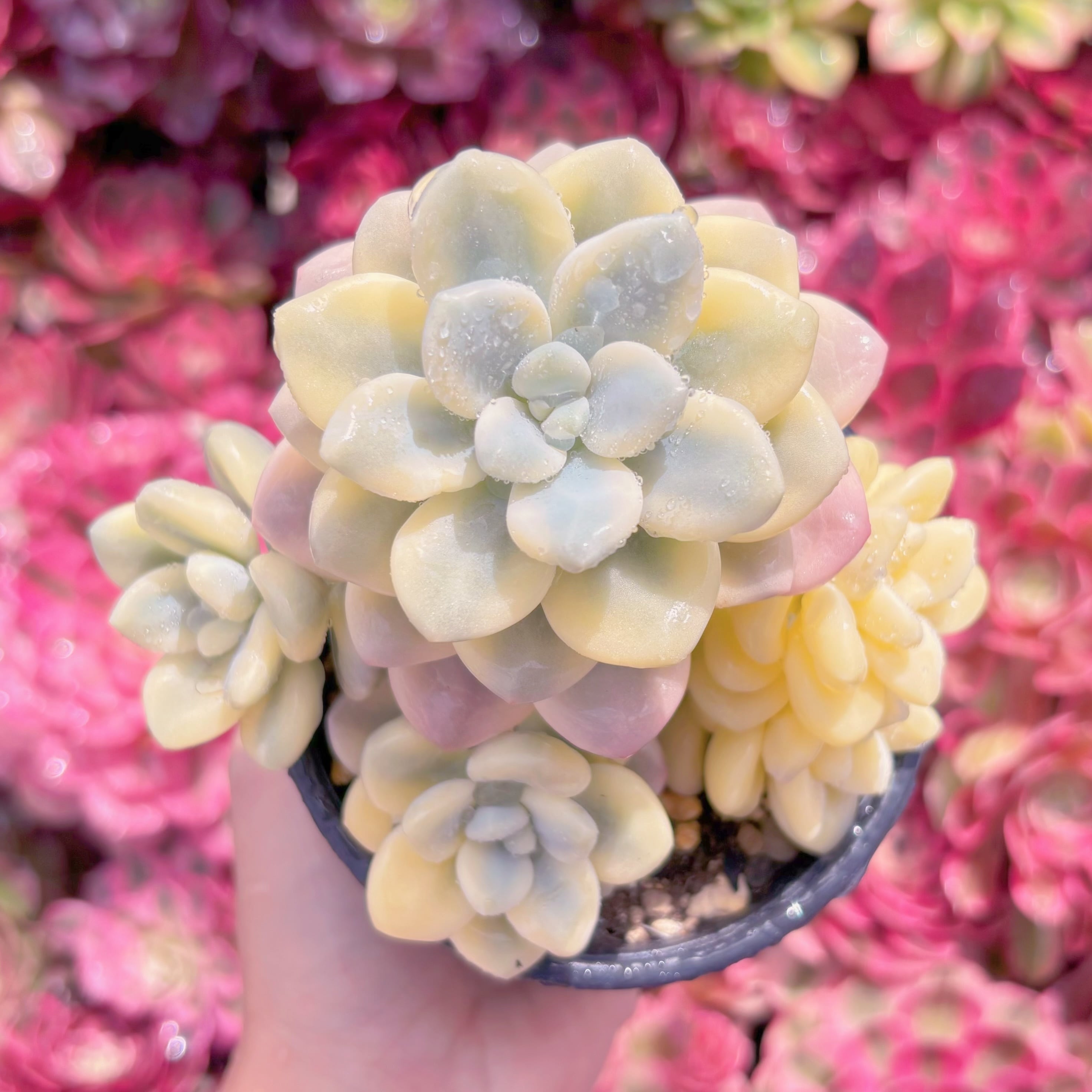 現品　マカロン錦#K476　美苗　群生　るる農園