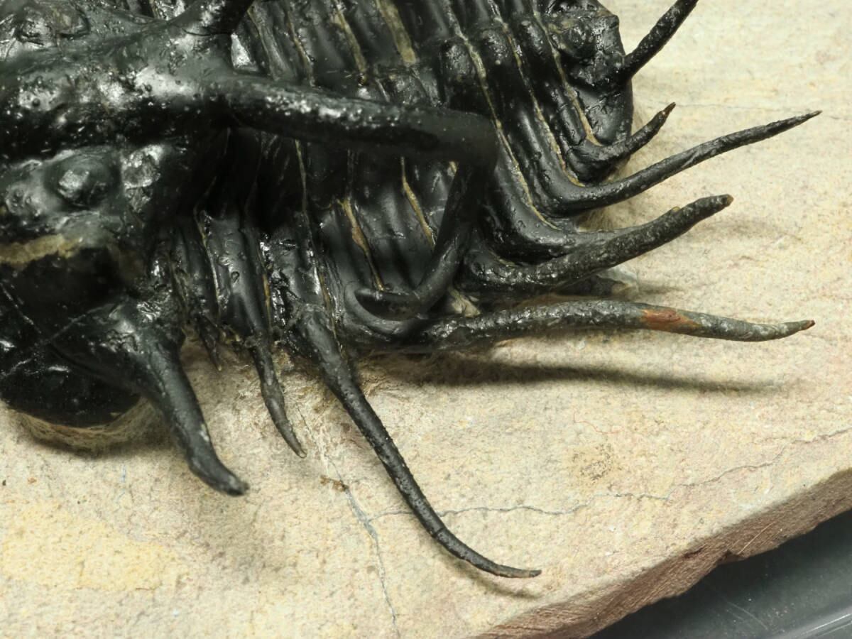 化石　三葉虫　群生　群集　モロッコ　ディクラヌルス他 ディクラヌルスT41｜恐竜・化石グッズの専門店 ふぉっしる