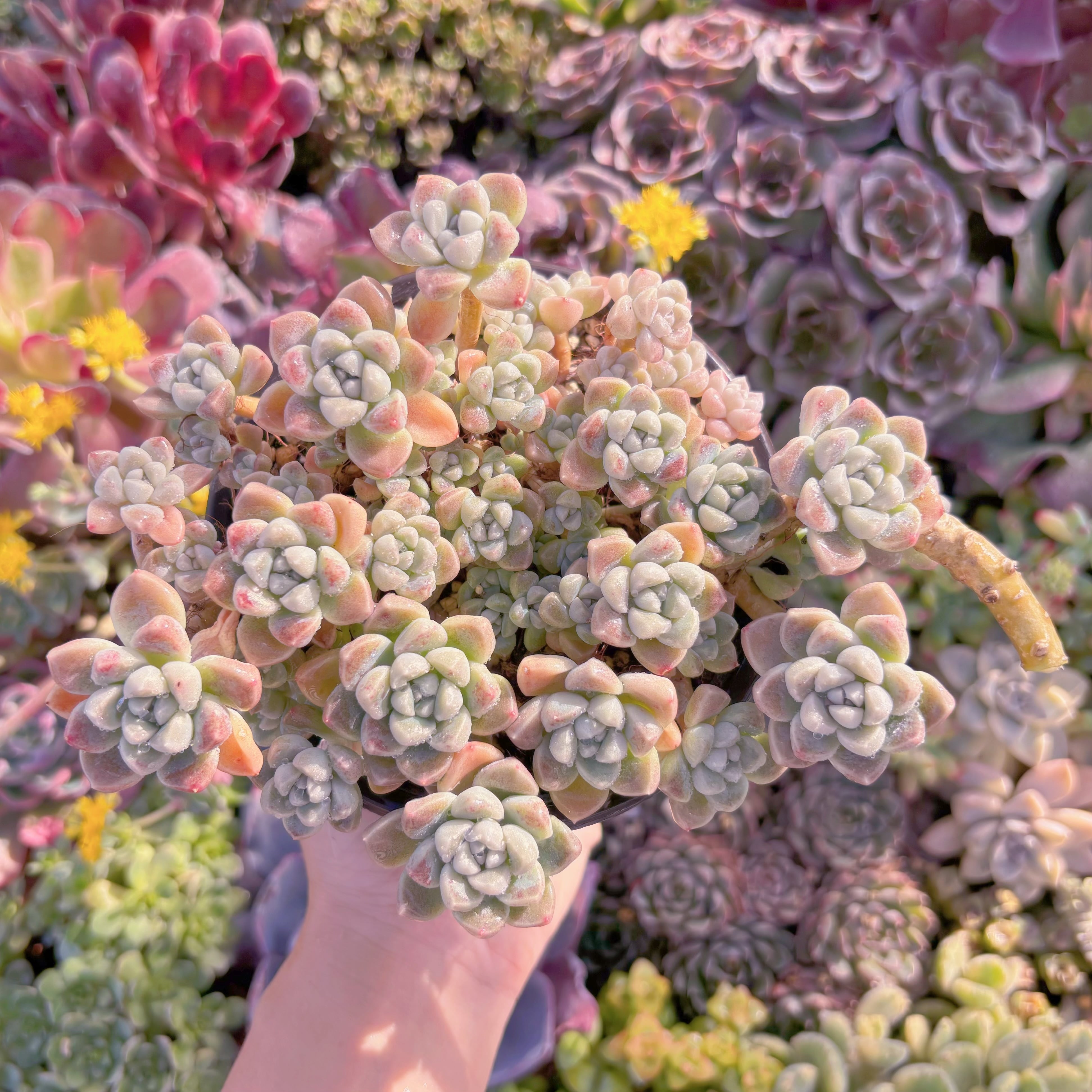 現品　新品種　蒼珠（そうしゅ）#A068　大群生　新入荷　るる農園