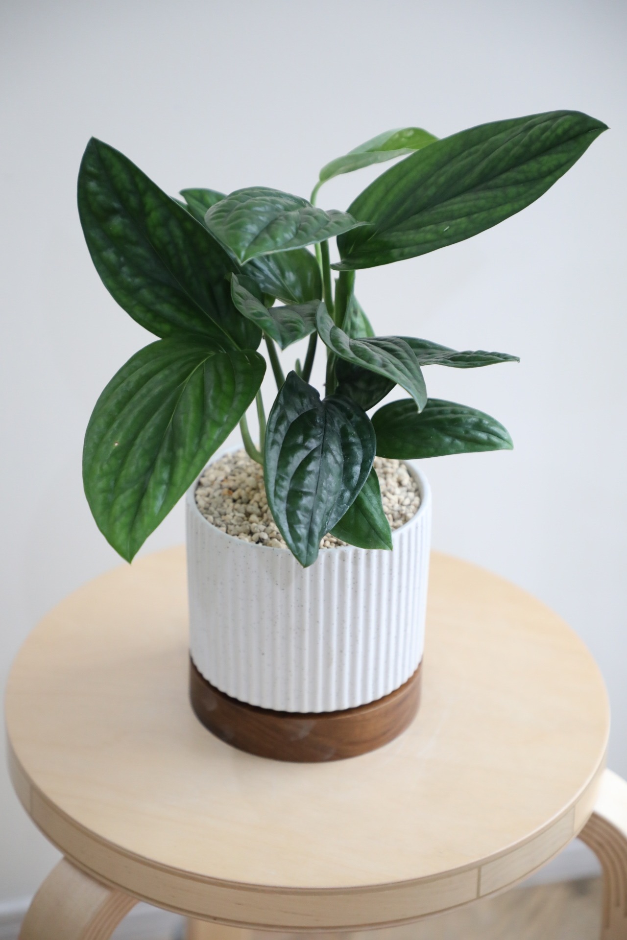 【S】モンステラ ジェイド シャルトコック/Monstera Jade Shuttlecock