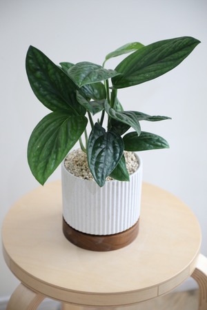 【S】モンステラ ジェイド シャルトコック/Monstera Jade Shuttlecock