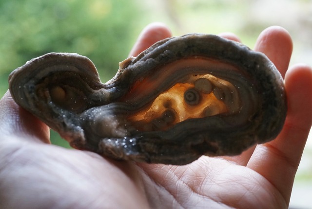 コンシャ・アゲート　Concha Agate