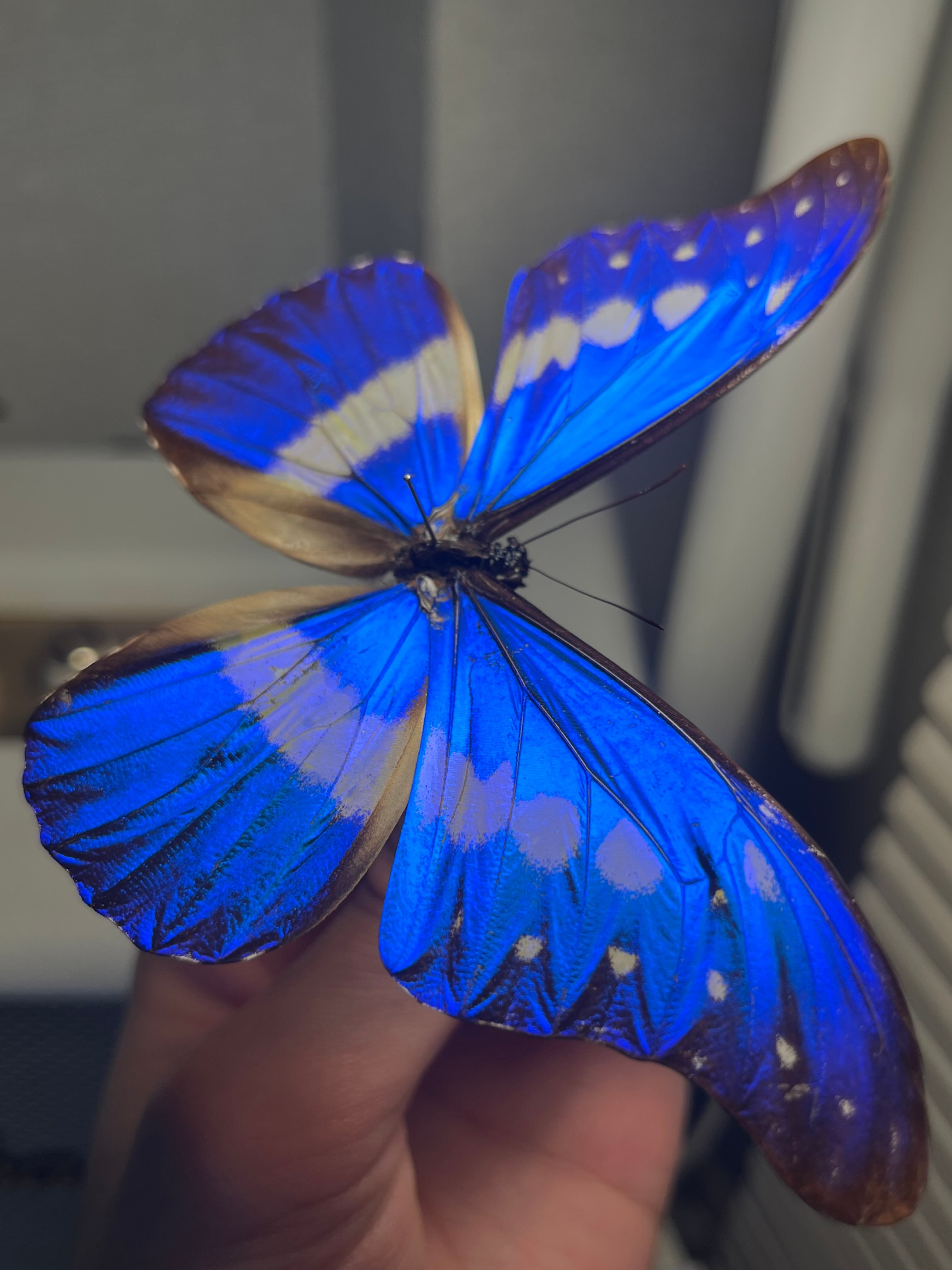 キプリスモルフォ レテノールモルフォ蝶 蛾ピカソモスモルフォチョウMorpho 極美個体】レテノールモルフォ蝶 蛾ピカソモスモルフォチョウ昆虫標本