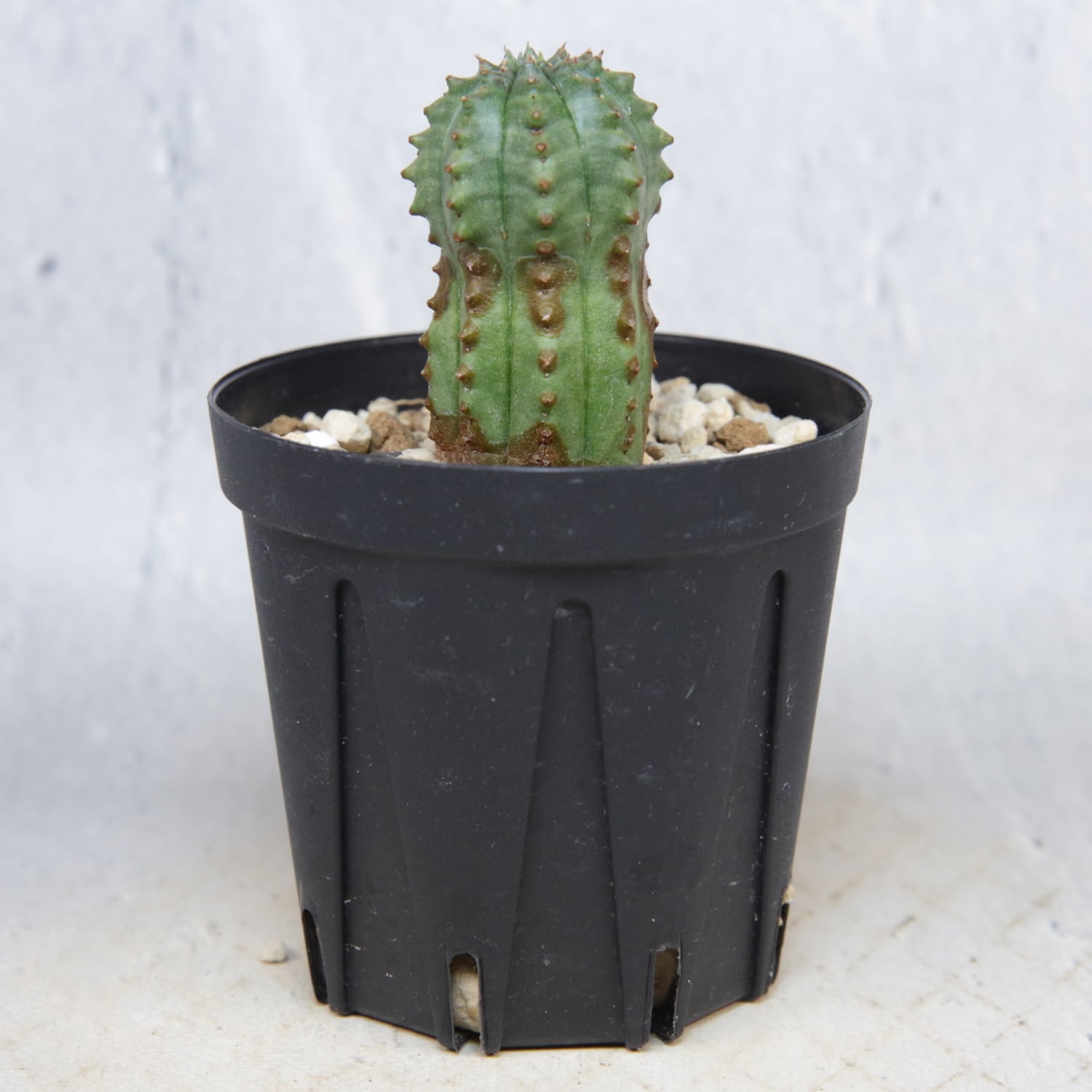 ユーフォルビア　オベサ錦　カキコ自根 カキコ株】木質化 オベサ / ユーフォルビア | LIGHTHOUSE.PLANTS