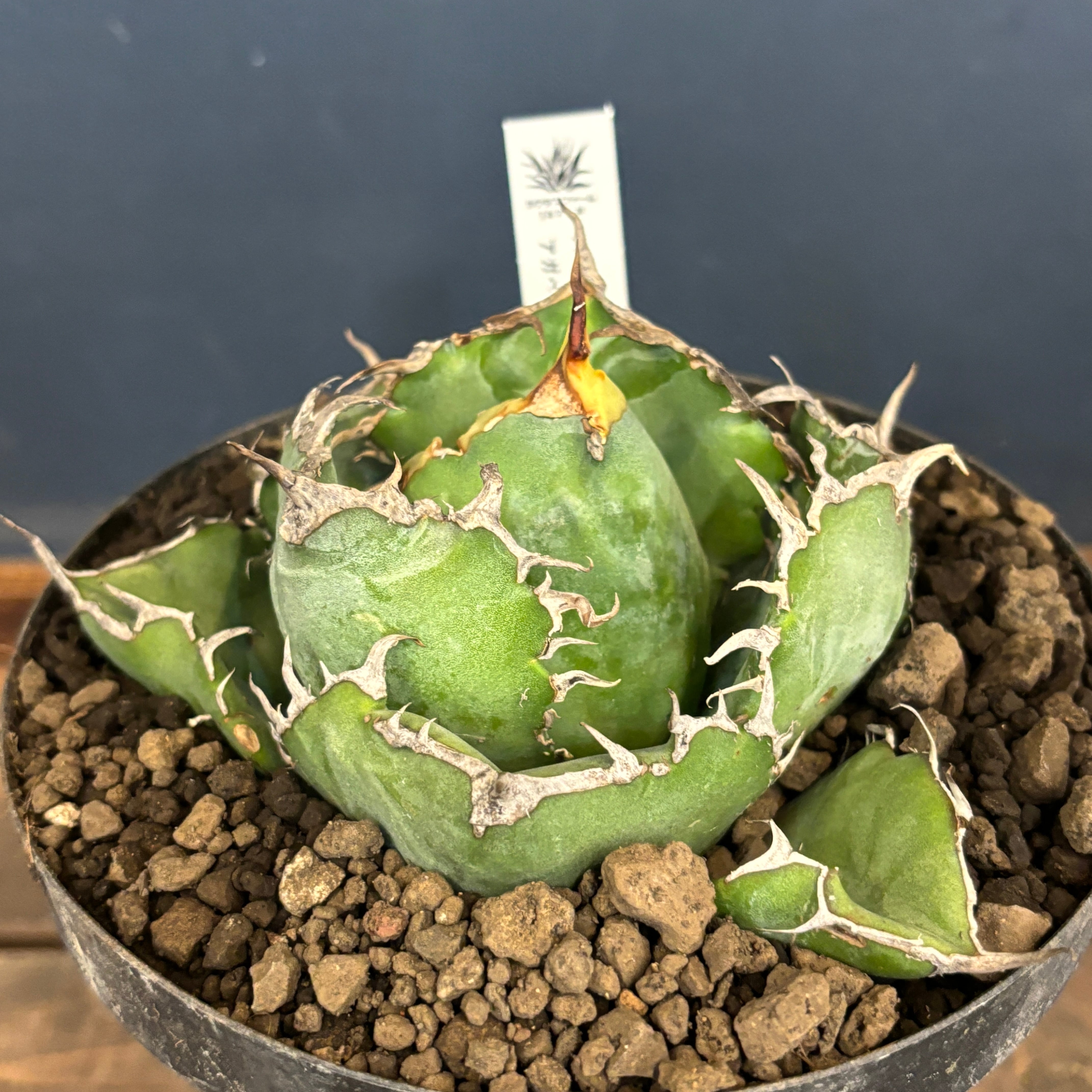 チタノタ白鯨 選抜株】アガベ チタノタ 白鯨【371】 | PROTOLEAF プロトリーフ