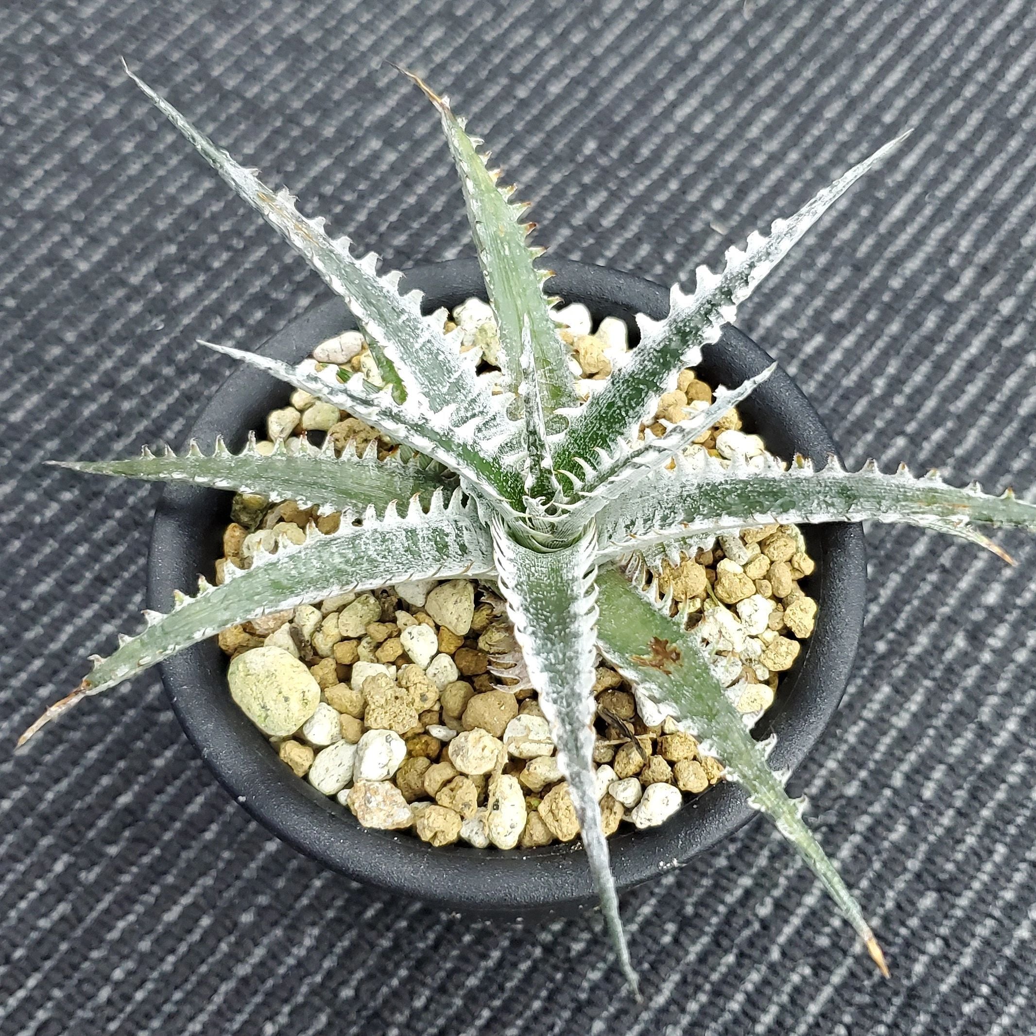 a0460_Dyckia 'Blizzard'：ディッキア・ブリザード（子株） | Plants