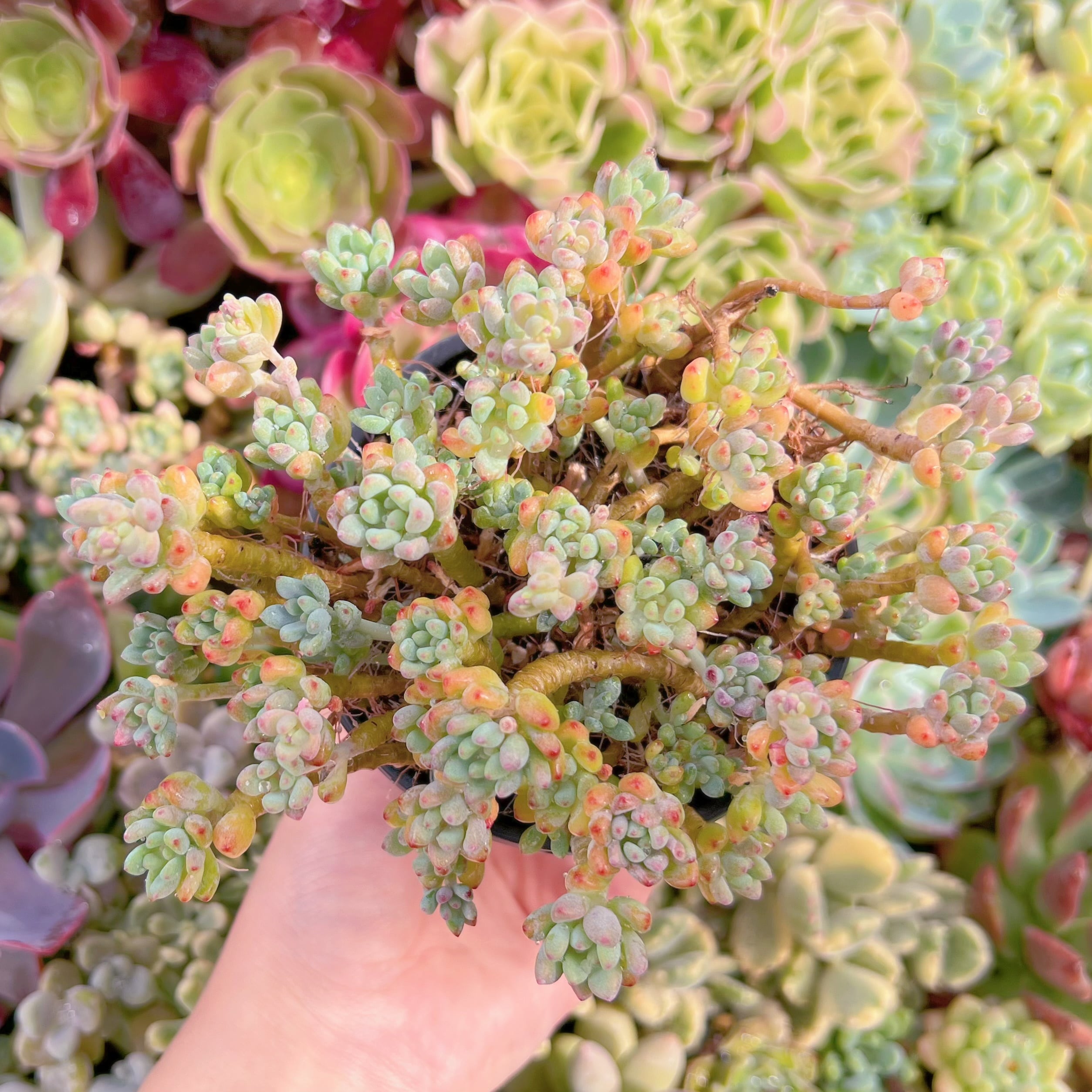 現品　ブルービーン#299　群生　るる農園