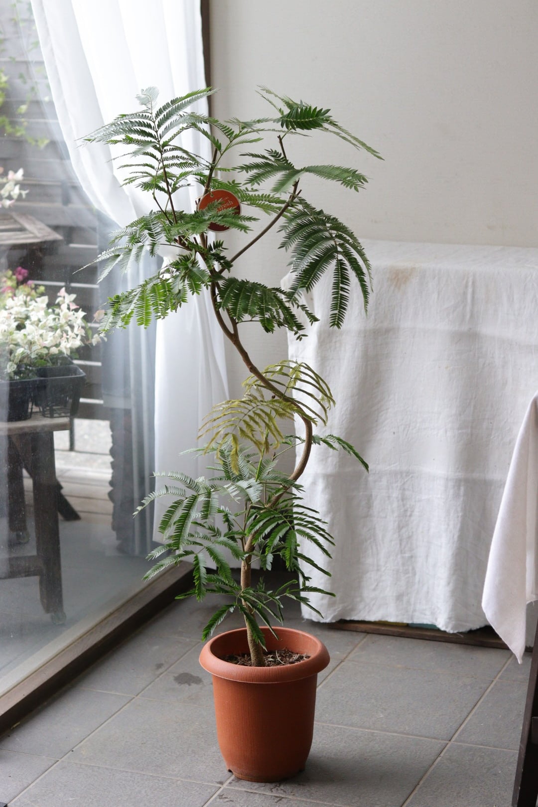 おしゃれ観葉♡フィカス【アムステルダムキング】 | Total Plants Egret