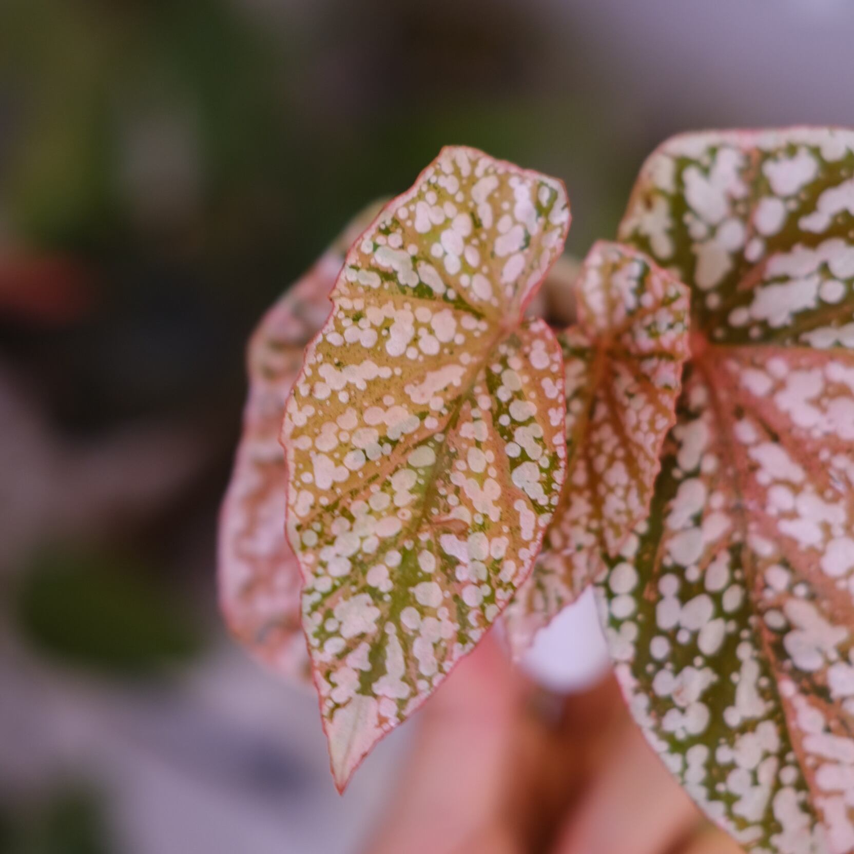 Begonia Snow Capped Variegata②｜ベゴニア スノーキャップド 斑入り