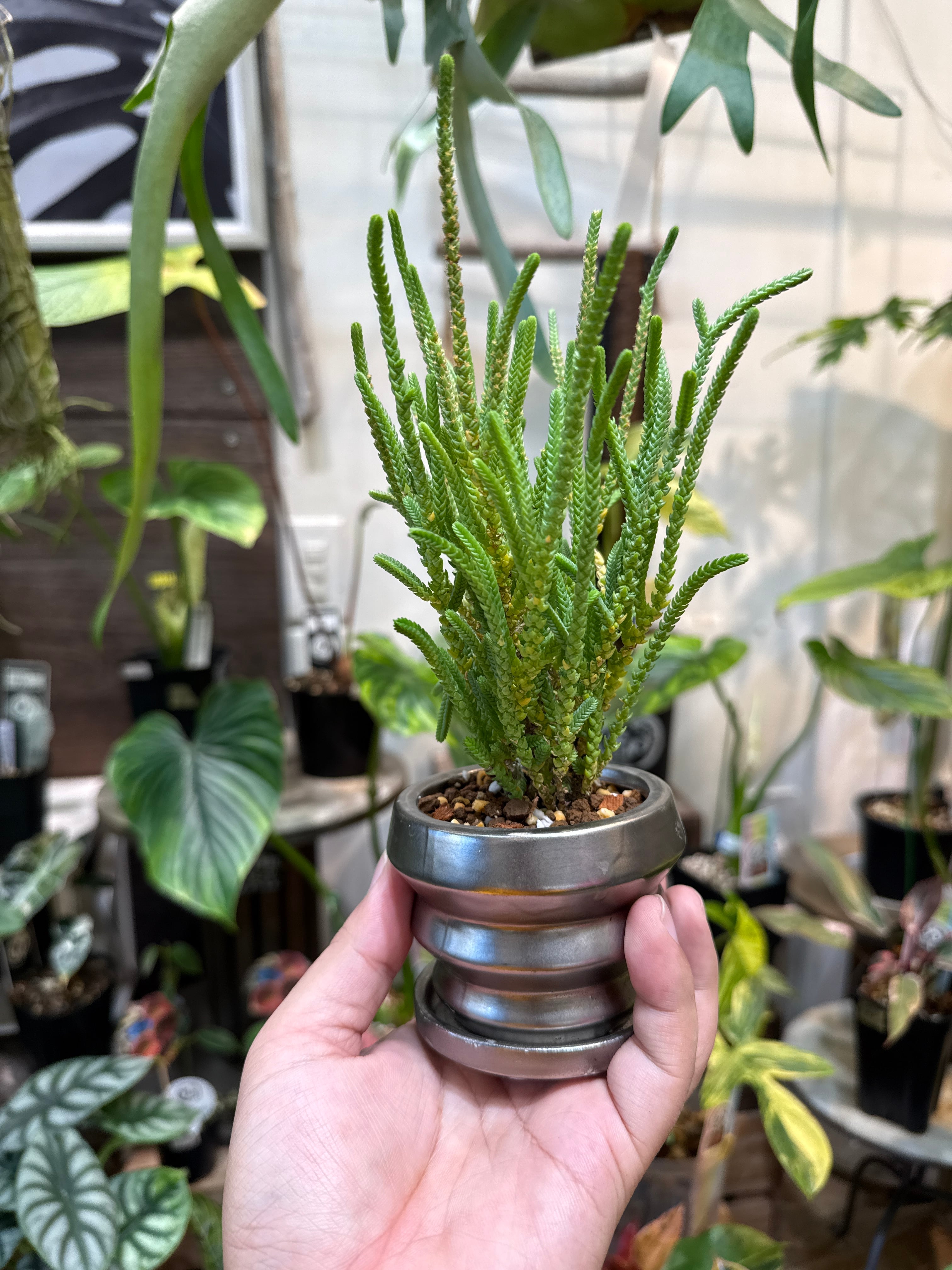 ①(ミニ観葉鉢植えセット) クラッスラ 若緑 | Gardenえん 【観葉熱帯植物】