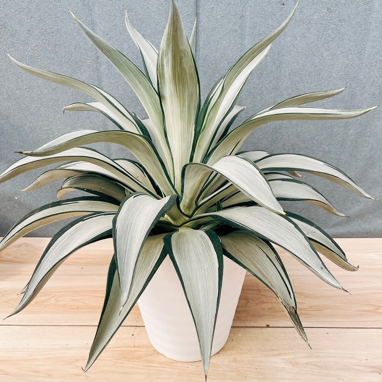 ［現品］33番　ソテツ　8号　観葉植物　大型　屋外　綺麗　幹太　蘇轍　おしゃれ 現品］33番 ソテツ 8号 観葉植物 大型 屋外 綺麗 幹太 蘇轍 | PF green