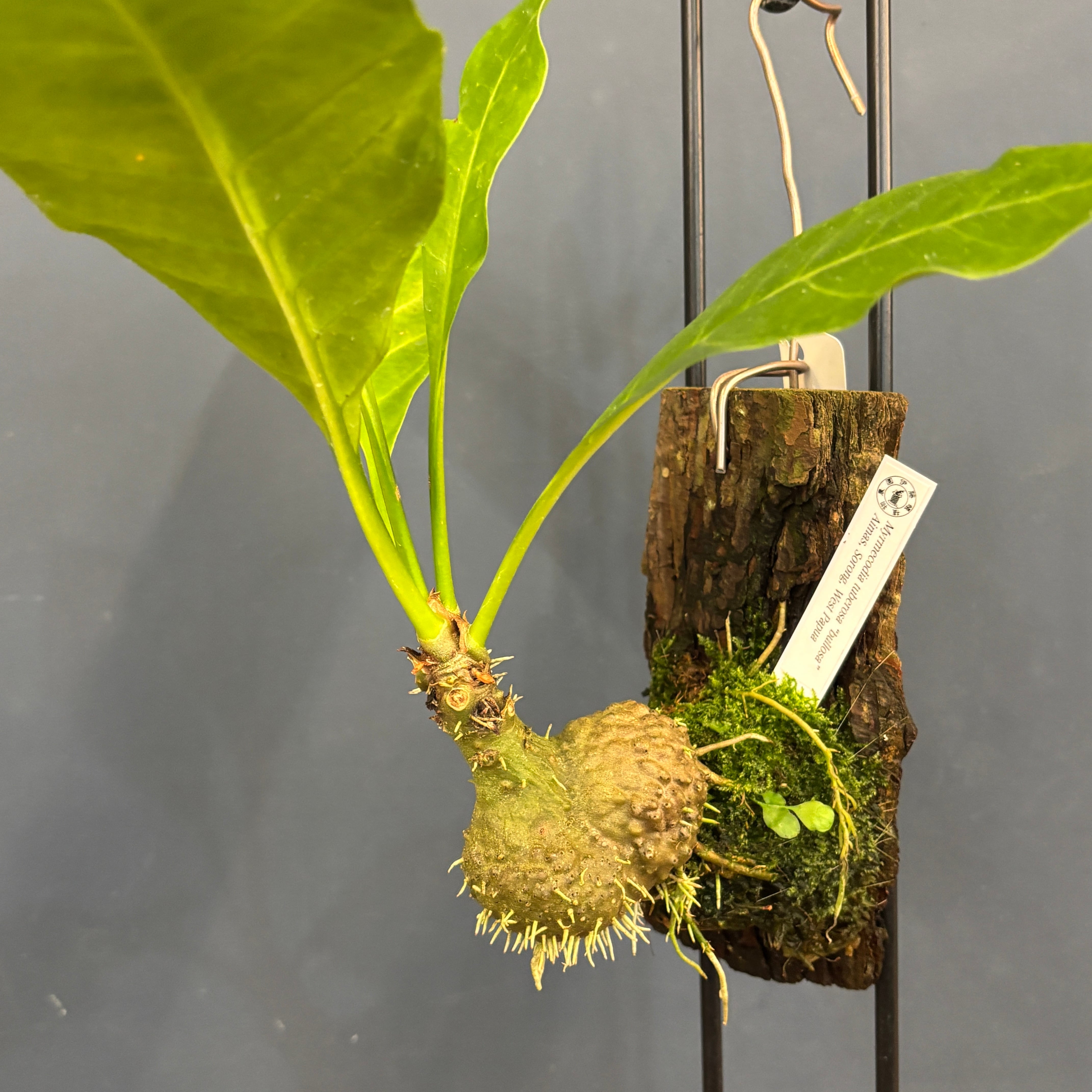 アリ植物 | PROTOLEAF プロトリーフ