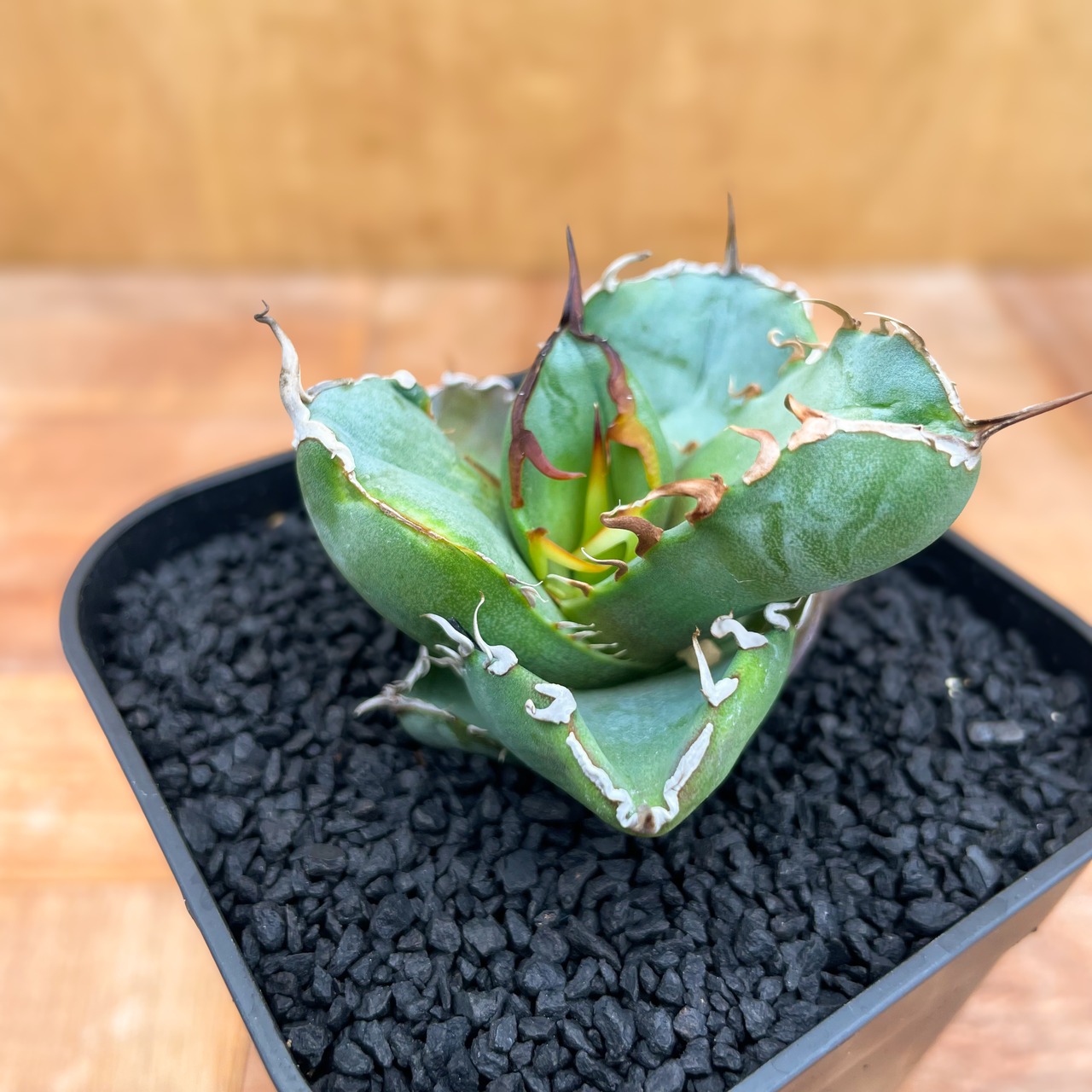 Agave titanota 【チタノタ・短葉ダルマ葉】