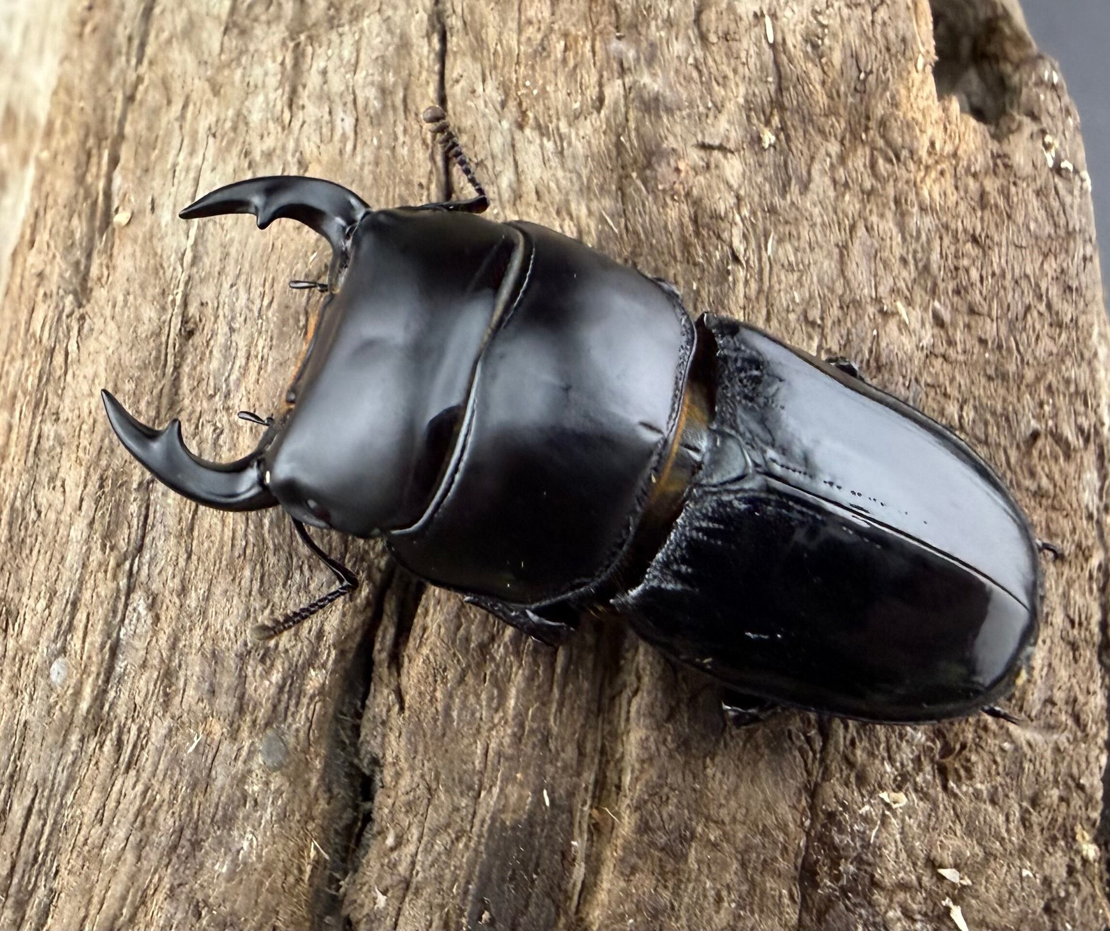 スキットオオクワガタ 35mm ペア》 | KPW公式オンラインショップ