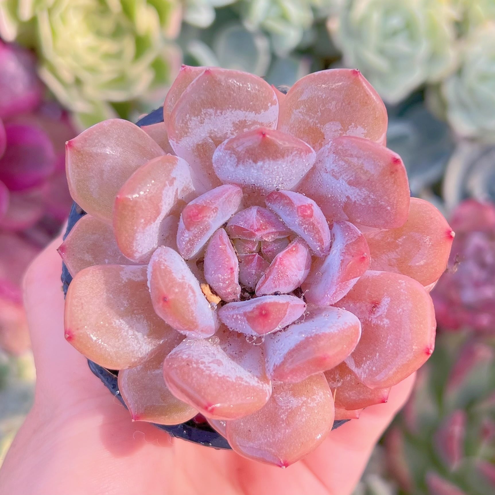 現品　玉芙蓉#F056   るる農園