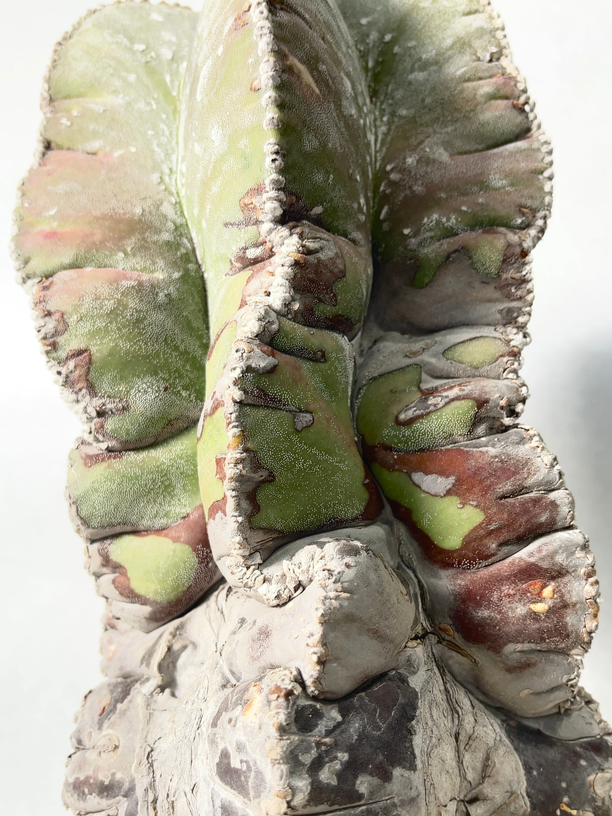 アストロフィツム・鸞鳳玉錦 | trigger