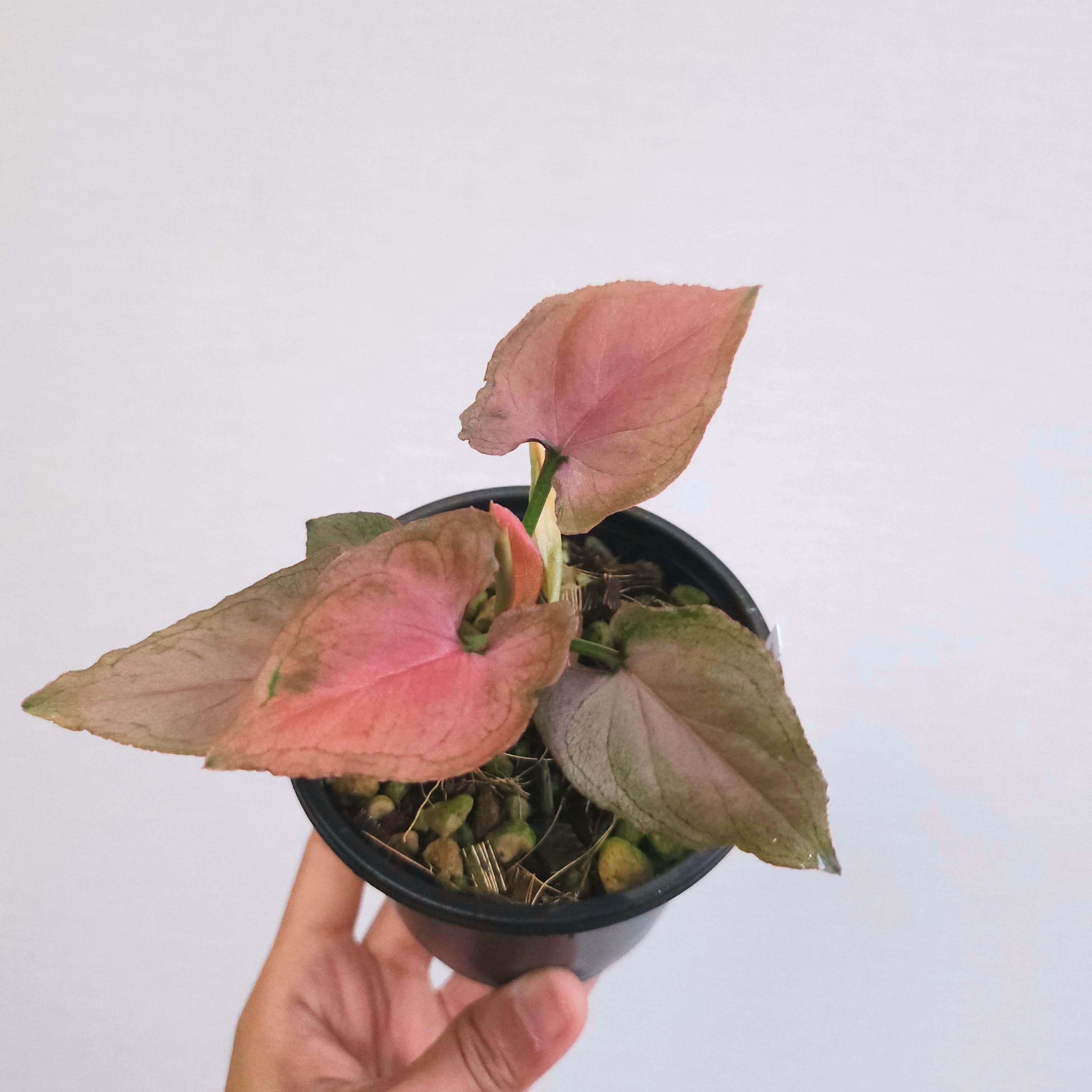 ①《シンゴニウム・ピンクパーフェクション》 Syngonium Pink