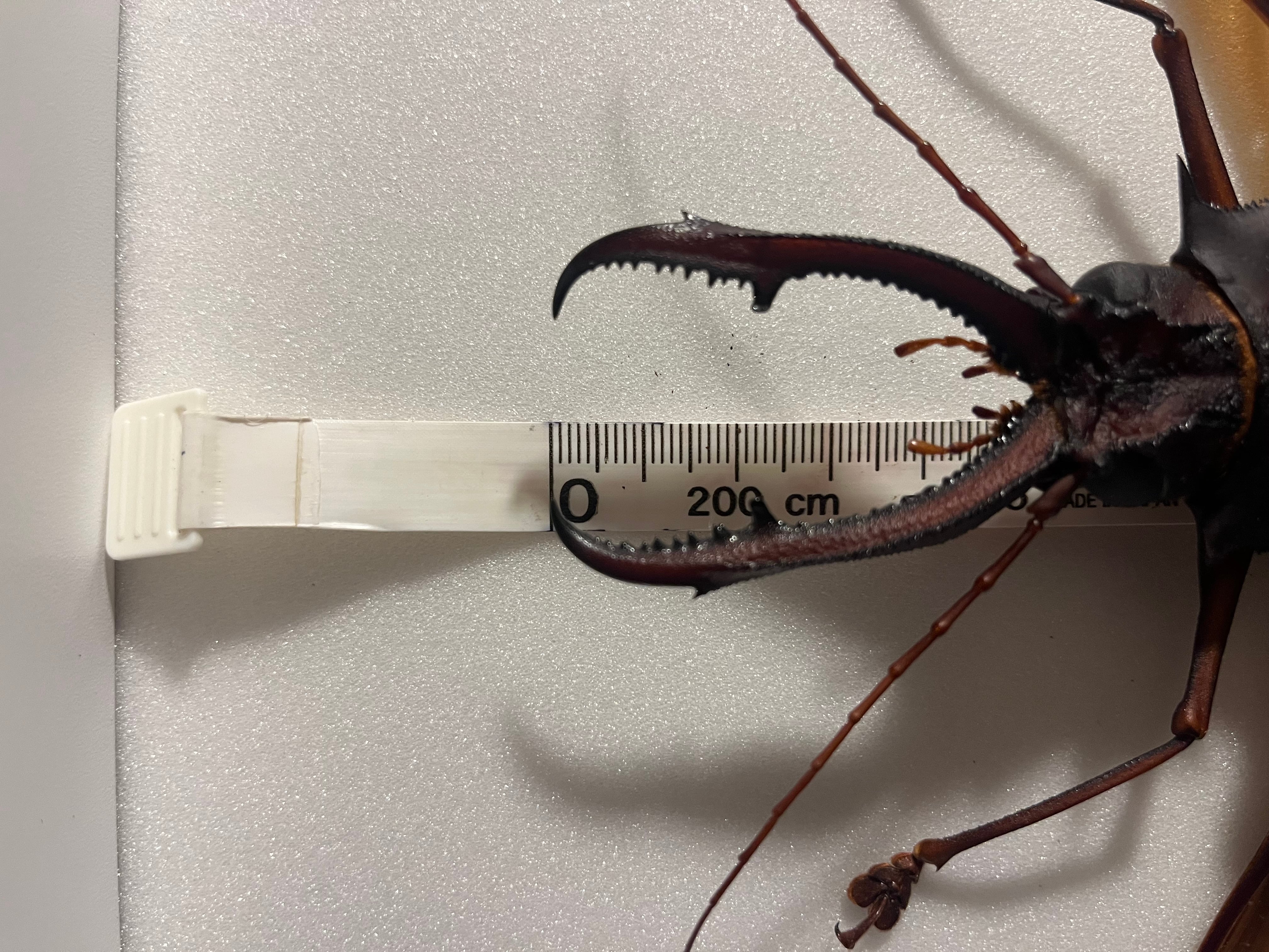 開翅155mm】オオキバウスバカミキリ 標本 Macrodontia cervicornis