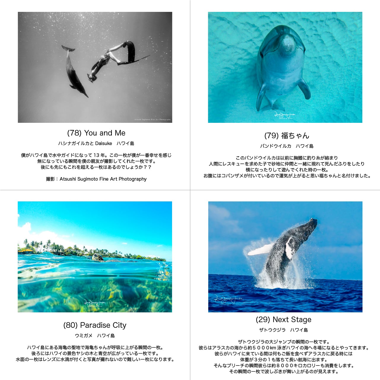DOLPHIN EYES 写真パネル A3サイズ相当 イルカ・クジラ・ウミガメ