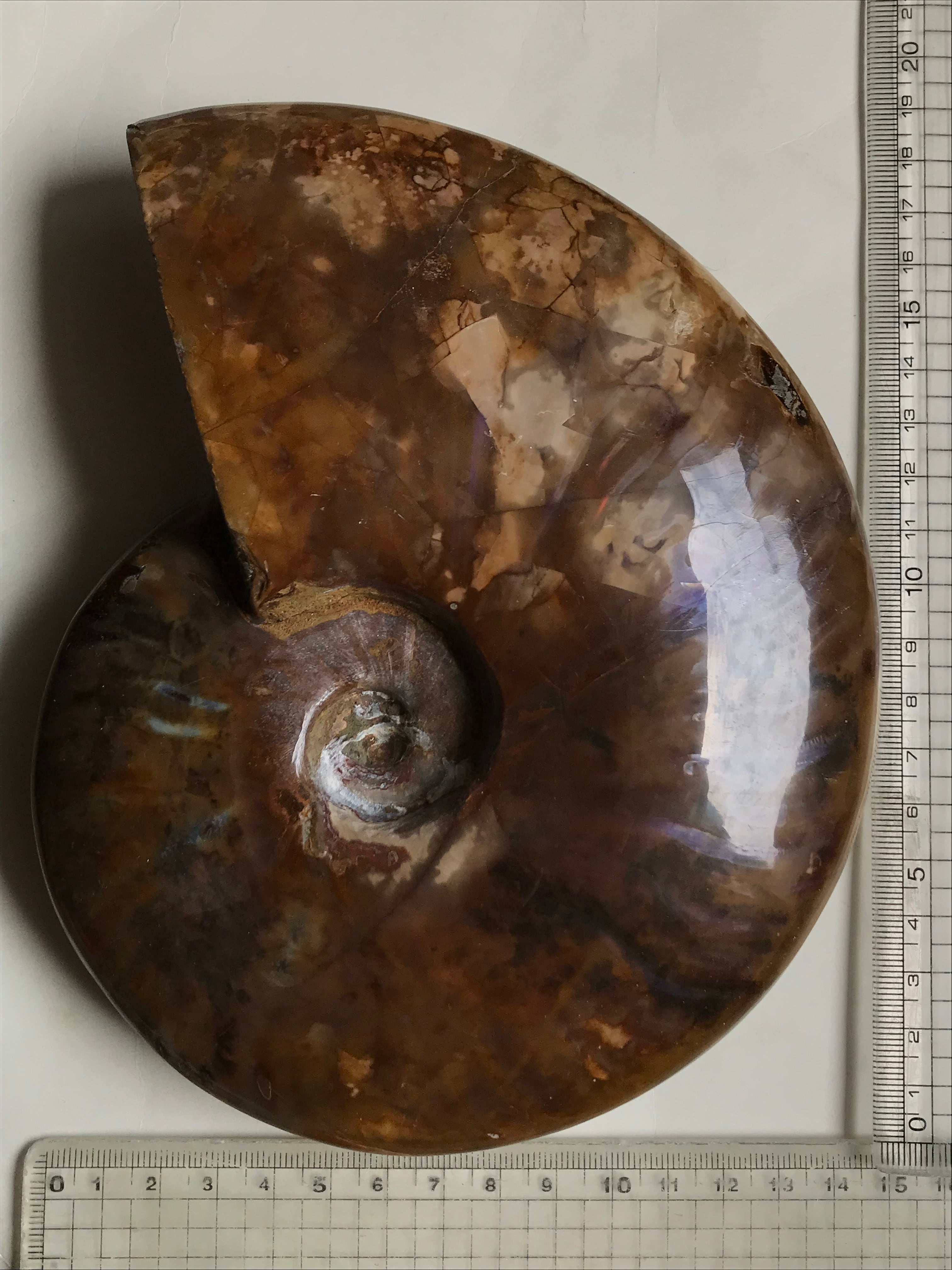 マダガスカル産 遊色虹色アンモナイト-白（クリオニセラス）、格安、1509g 19.5cm 1円スタート、青緑発色の巨大個体