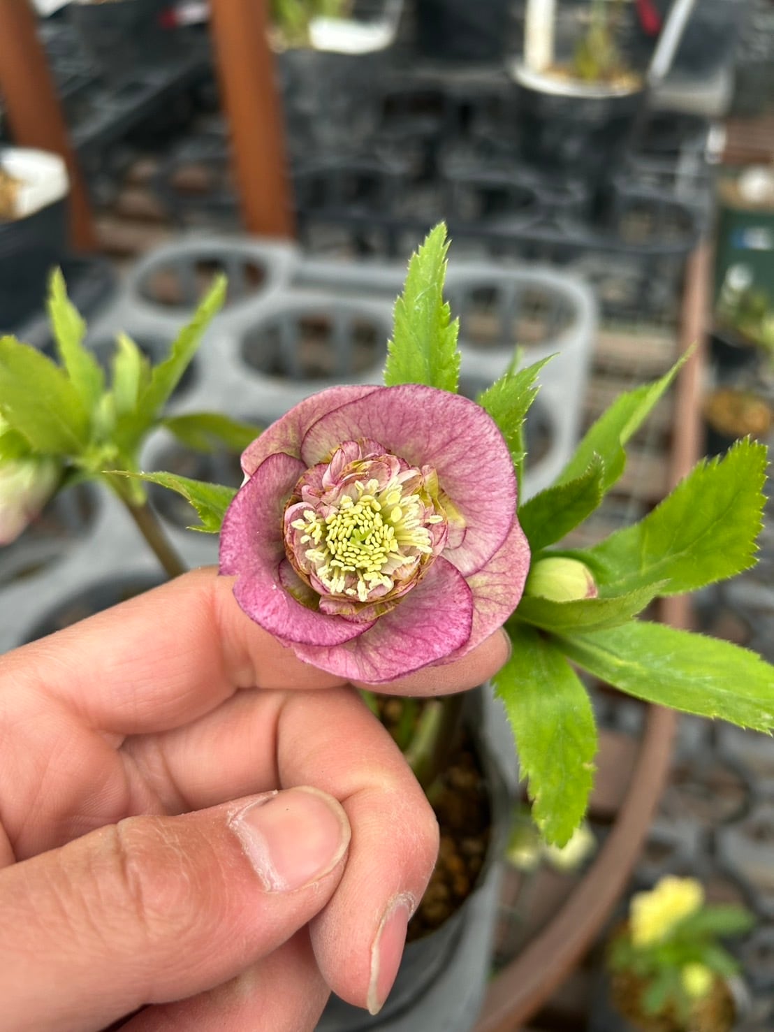 26-120 プリマヴェーラ交配 | クリハラガーデン