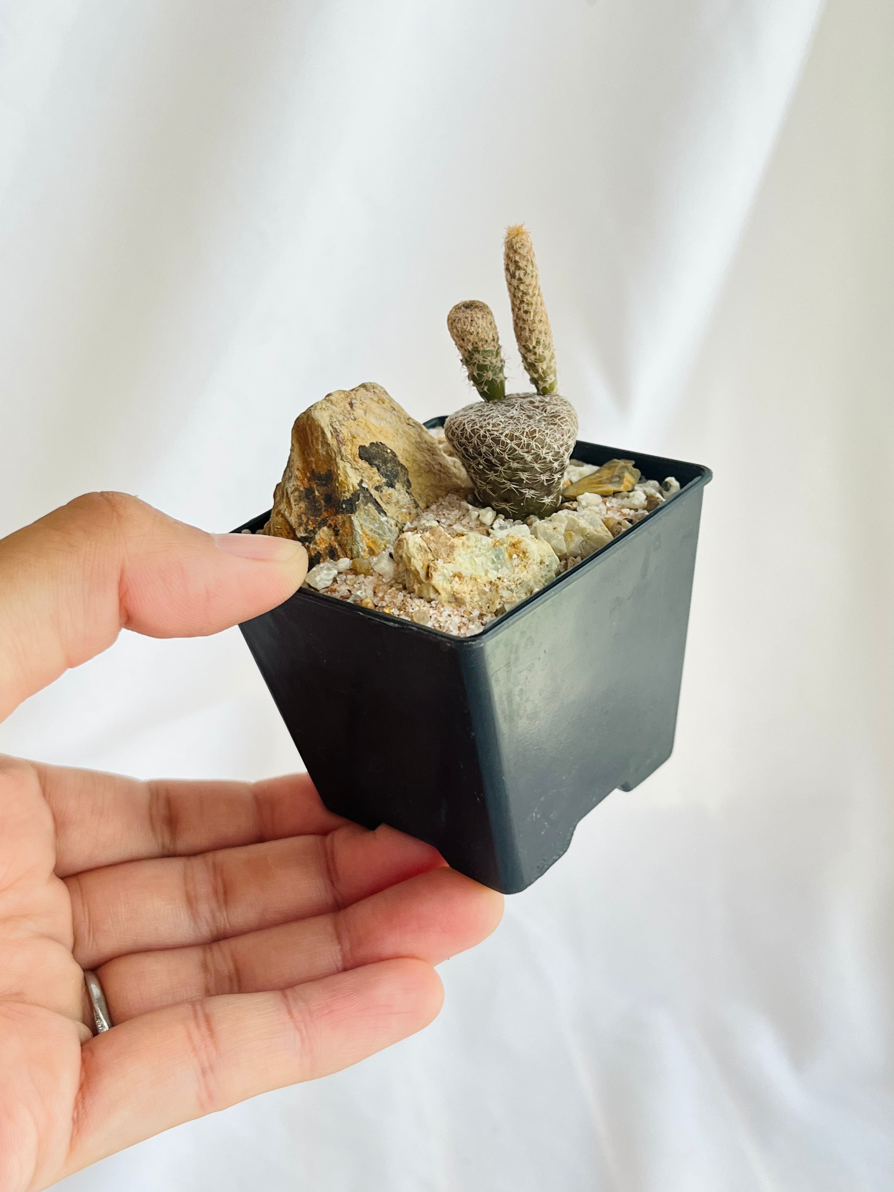 Puna clavarioides クラバリオイデス 茸団扇 白鶏冠 サボテン | plants