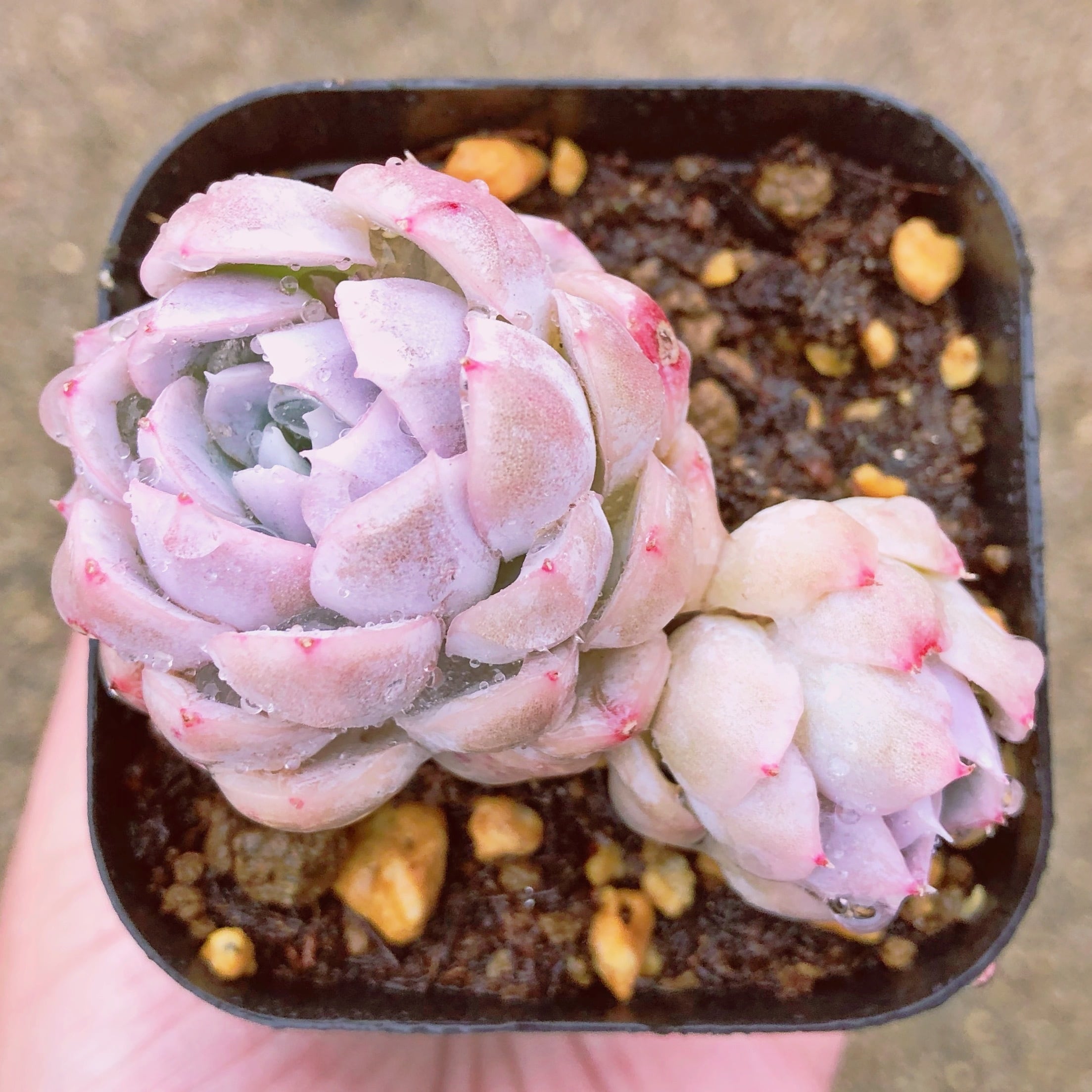 多肉植物　ピンクスノーボール　群生