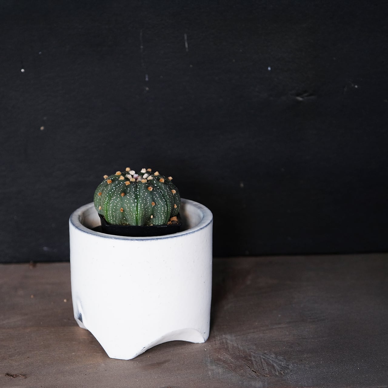 鈴木環 KAN SUZUKI 植木鉢 白丸