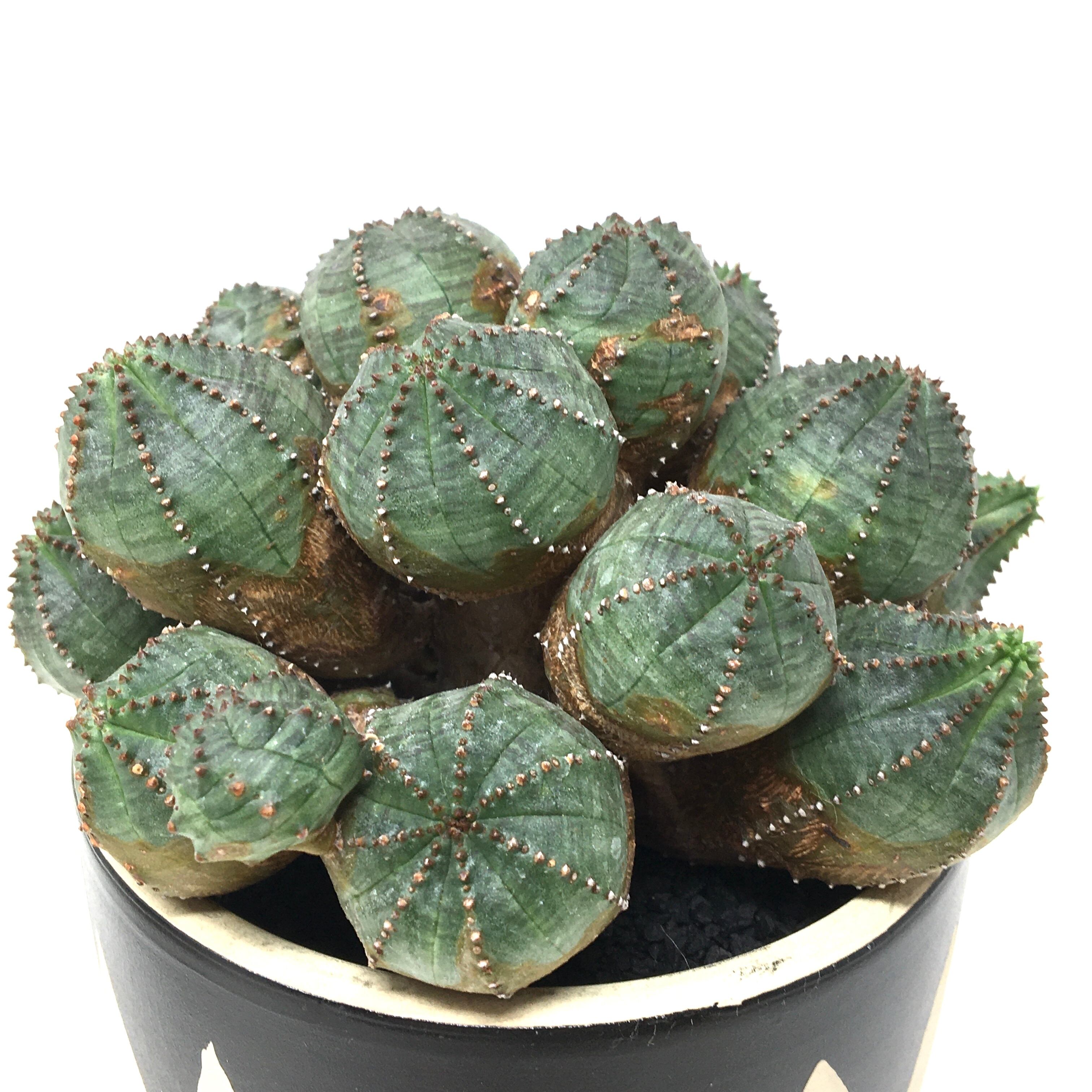 ユーフォルビア オベサブロウ【503】 | PROTOLEAF プロトリーフ