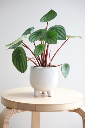【M】スイカぺぺ/Peperomia Watermelon