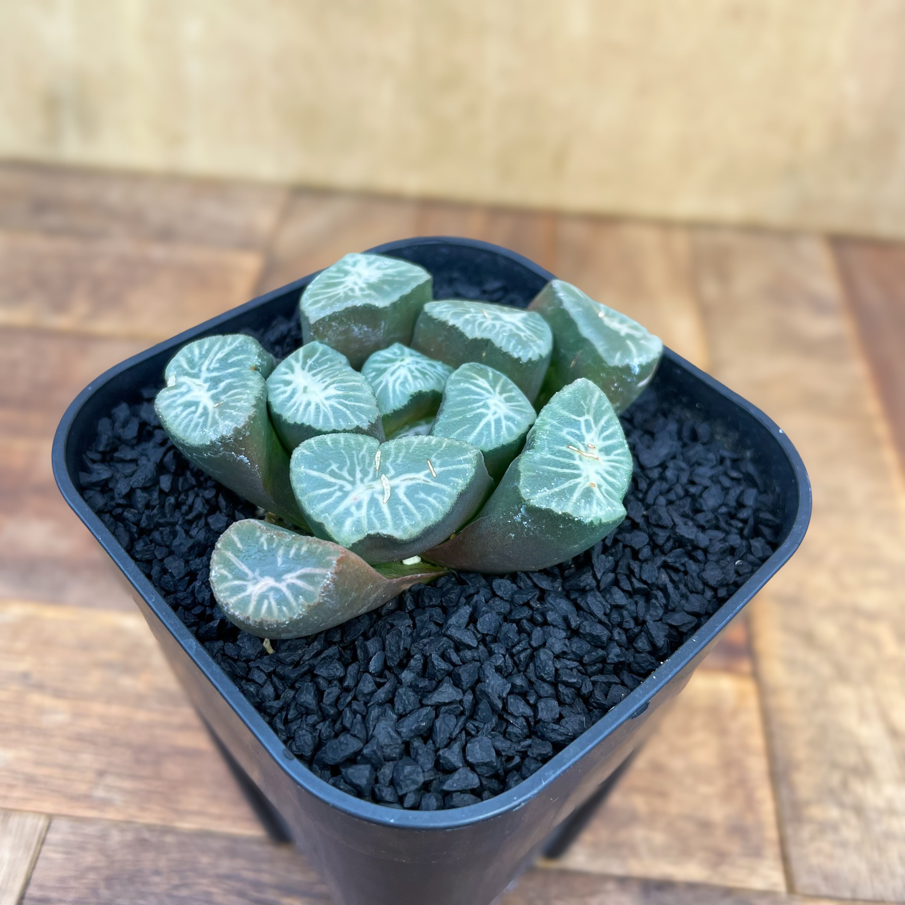 Haworthia【ハオルチア・特選万象・雪紫】 | RIMO'S GREEN 【Saboten