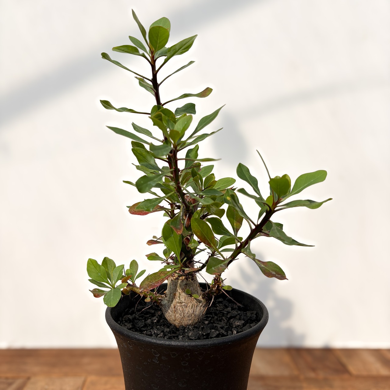 Fouquieria fasciculata【フォークイエリア・ファシクラータ・実生】