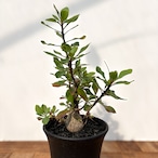 Fouquieria fasciculata【フォークイエリア・ファシクラータ・実生】