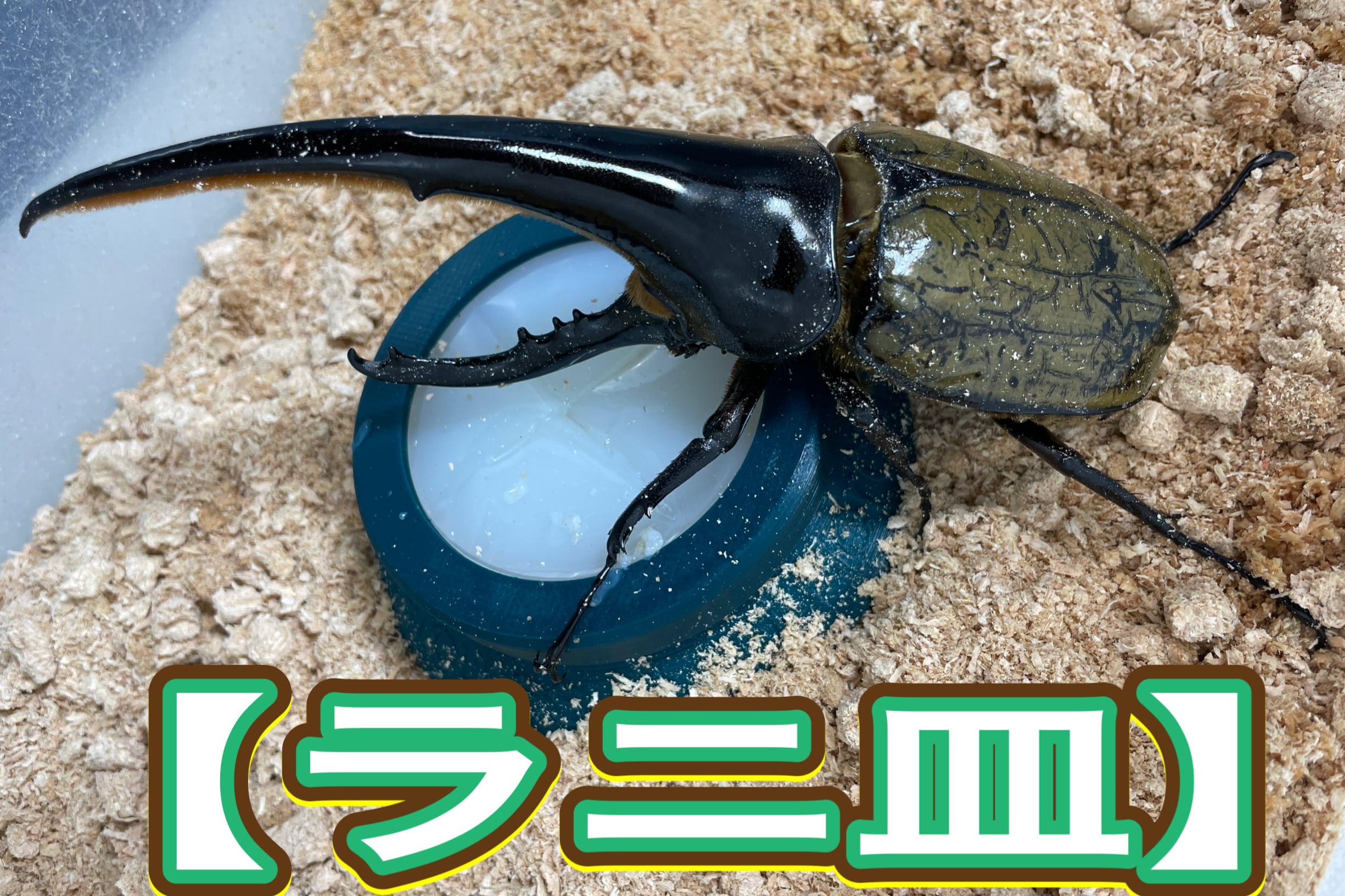 オリーニョ 、ヘラクレス、グルトン　AR PSA9 3枚セット ラニ皿 1個ウッドカラーandグリーンカラー | Lani Hercules (ラニ