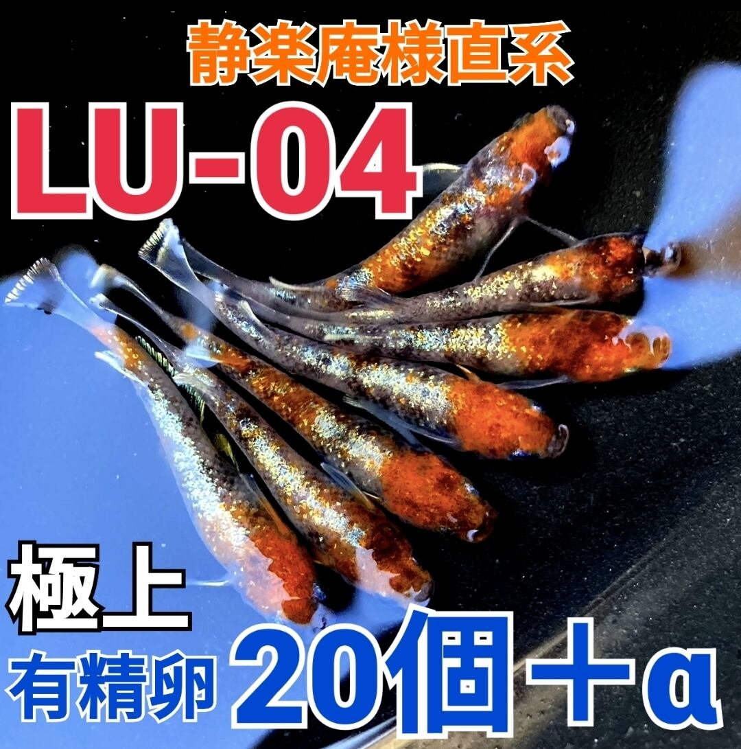 煌★約３０粒★体外光★採卵★めだか★オリジナル★卵販売★メダカ★ 煌メダカ卵の通販