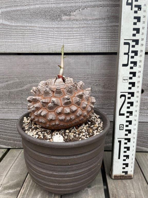 亀甲竜 大株 6号鉢