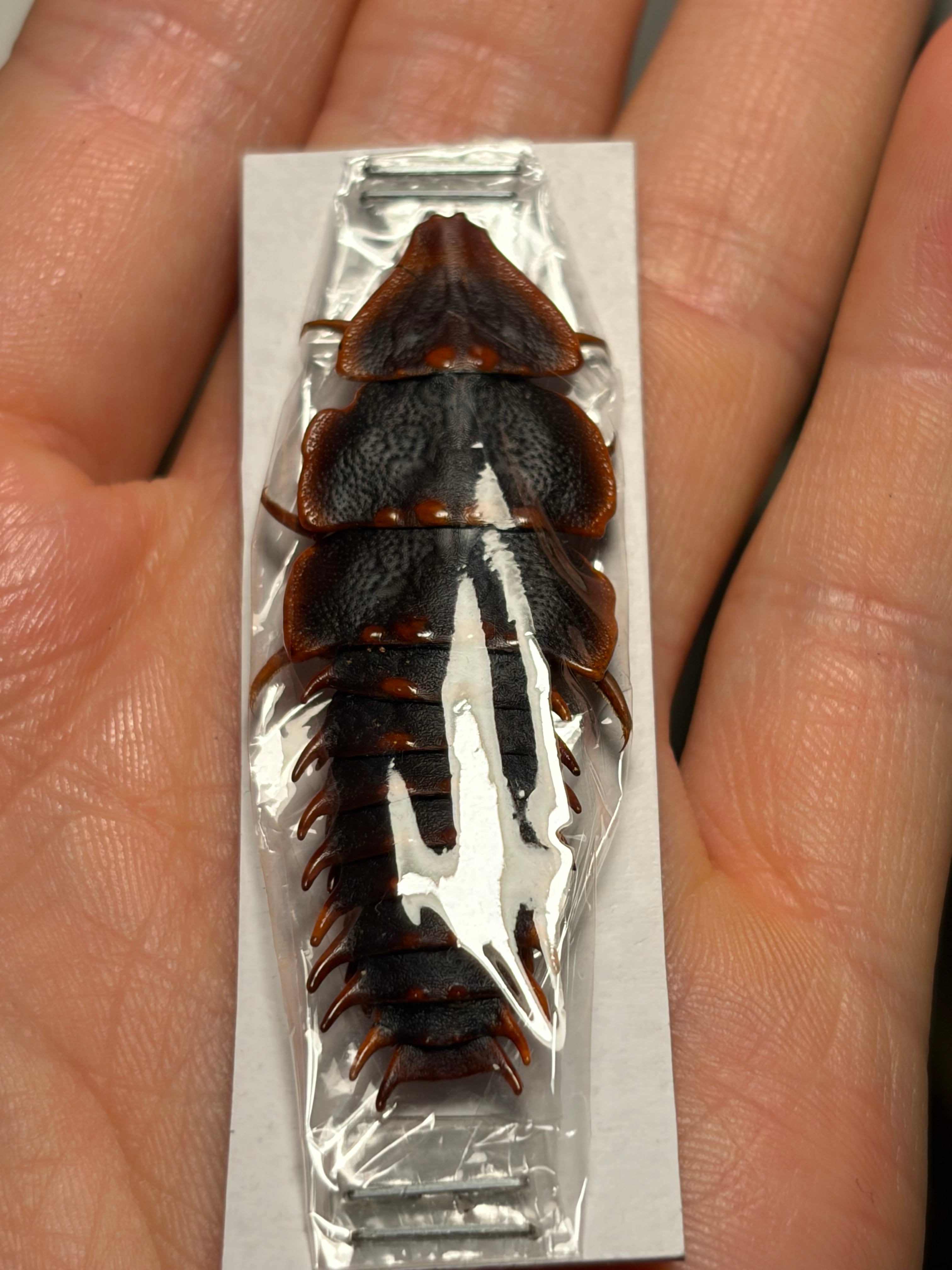BIG】発色良好なサンヨウベニボタル 標本 ホタル 蛍タランチュラムカデ
